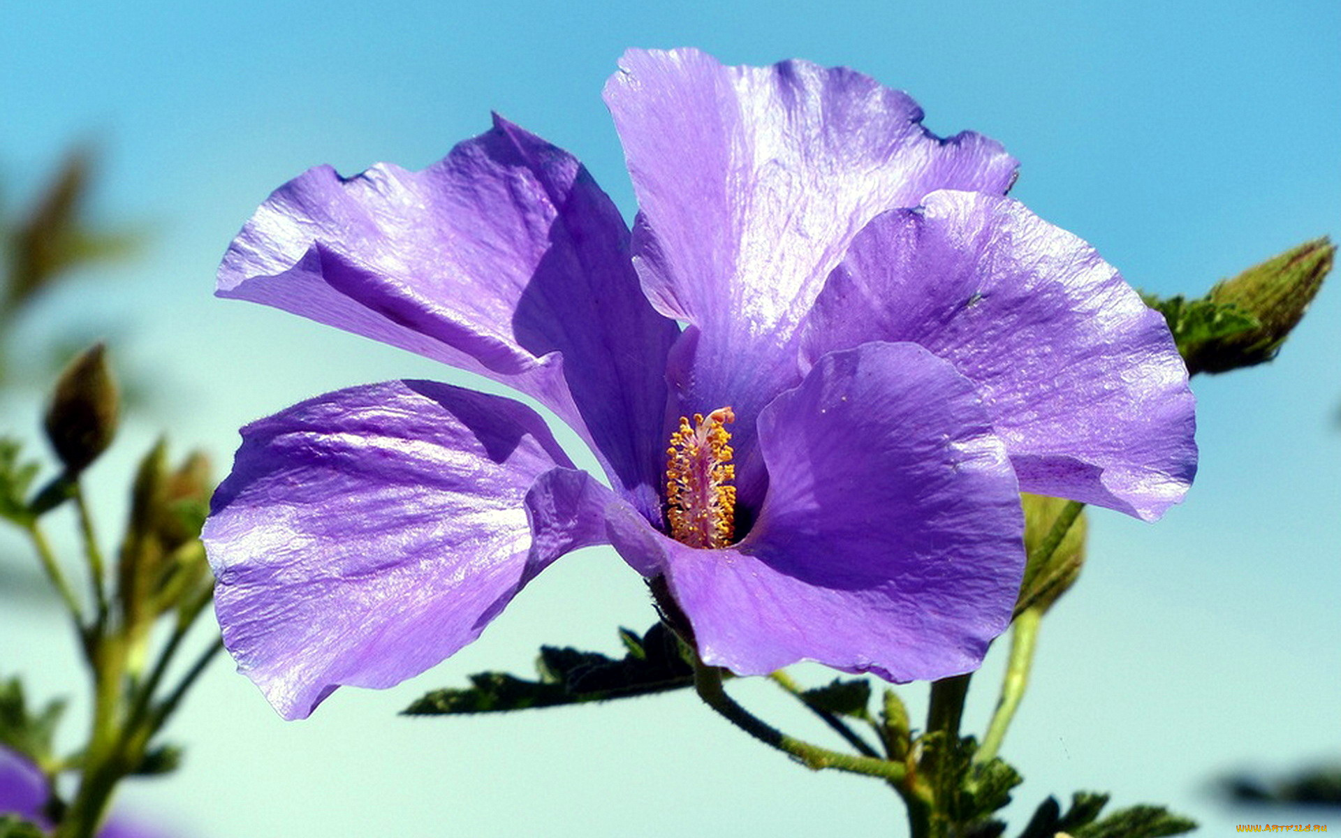цветы, гибискусы, макро
