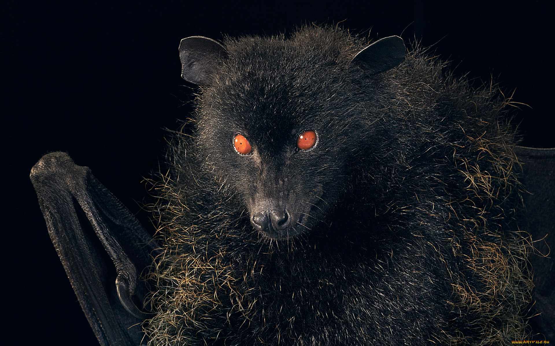 животные, летучие, мыши, летучая, мышь, животное