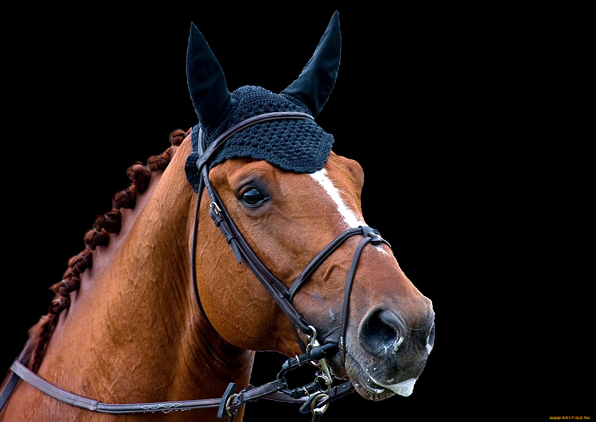 животные, лошади, лошадка