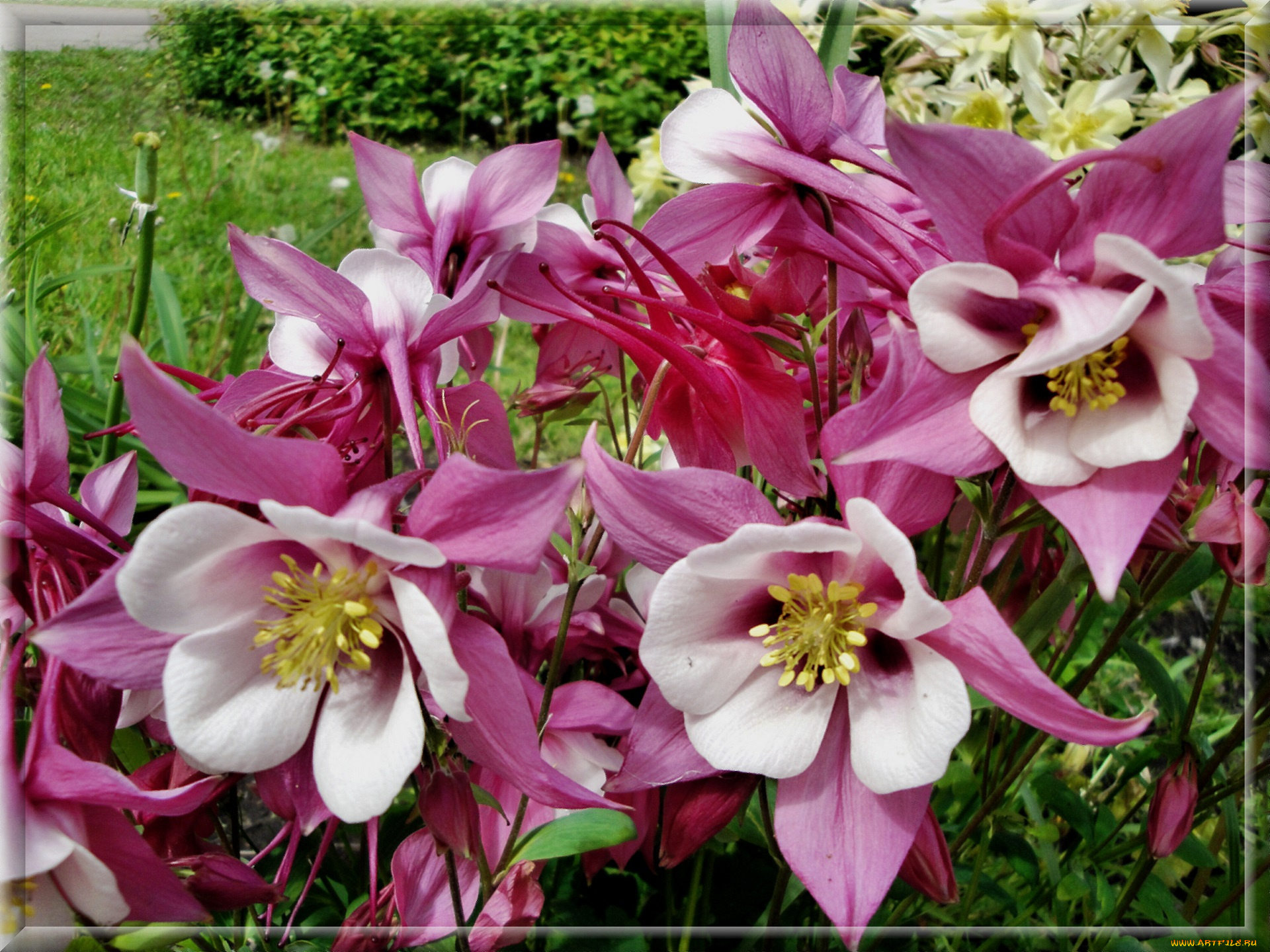 цветы, аквилегия, , водосбор, розовые