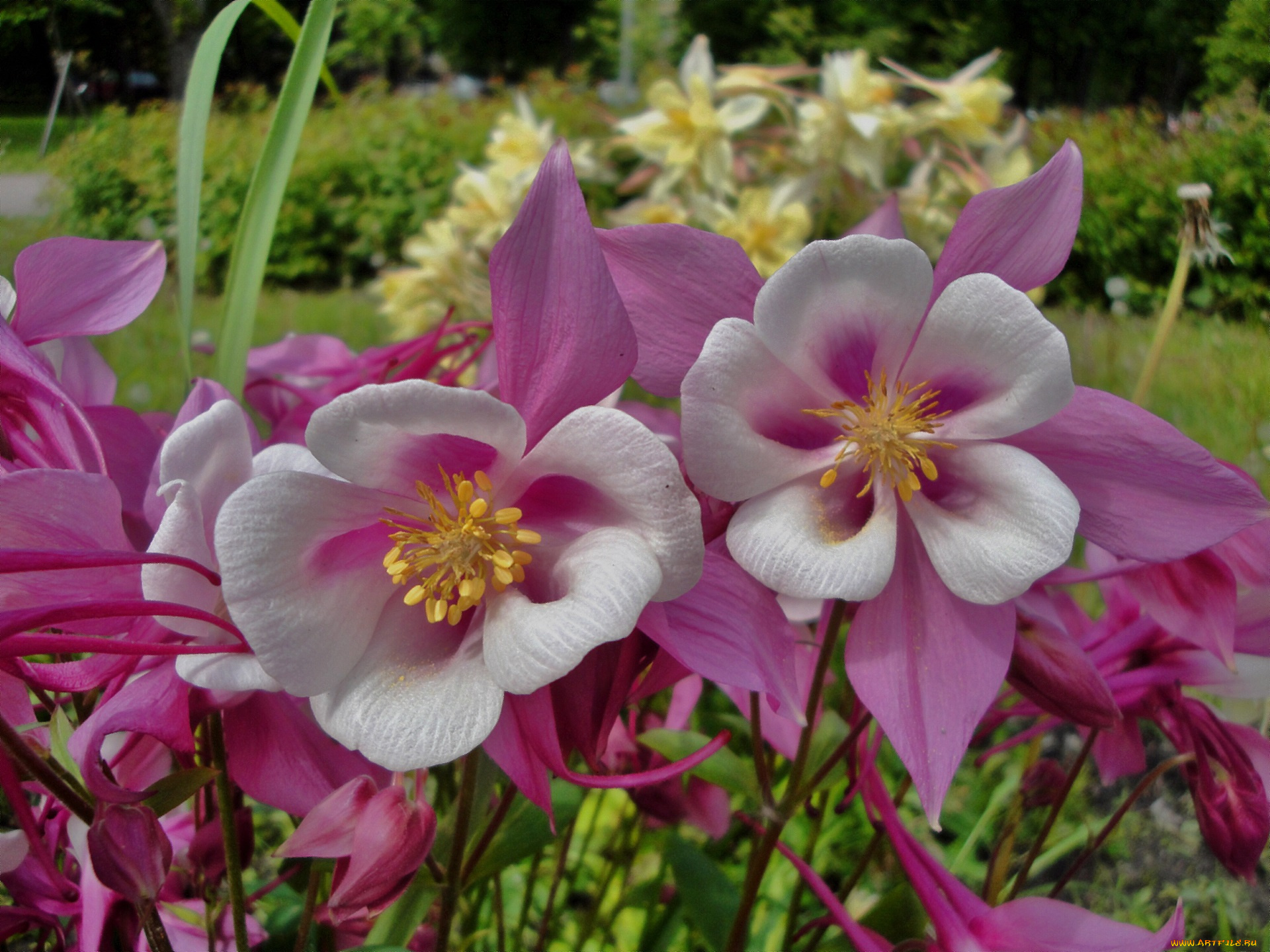 цветы, аквилегия, , водосбор, розовые