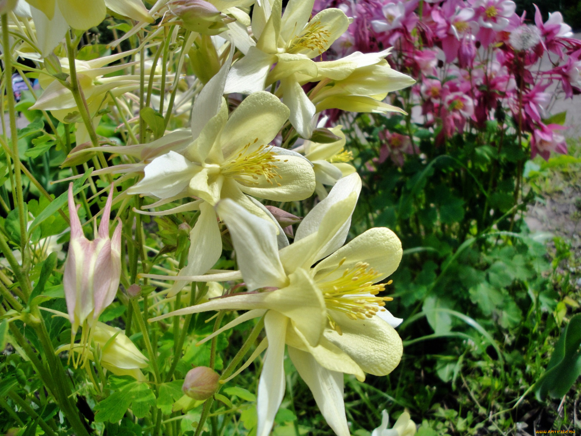 цветы, аквилегия, , водосбор, желтые