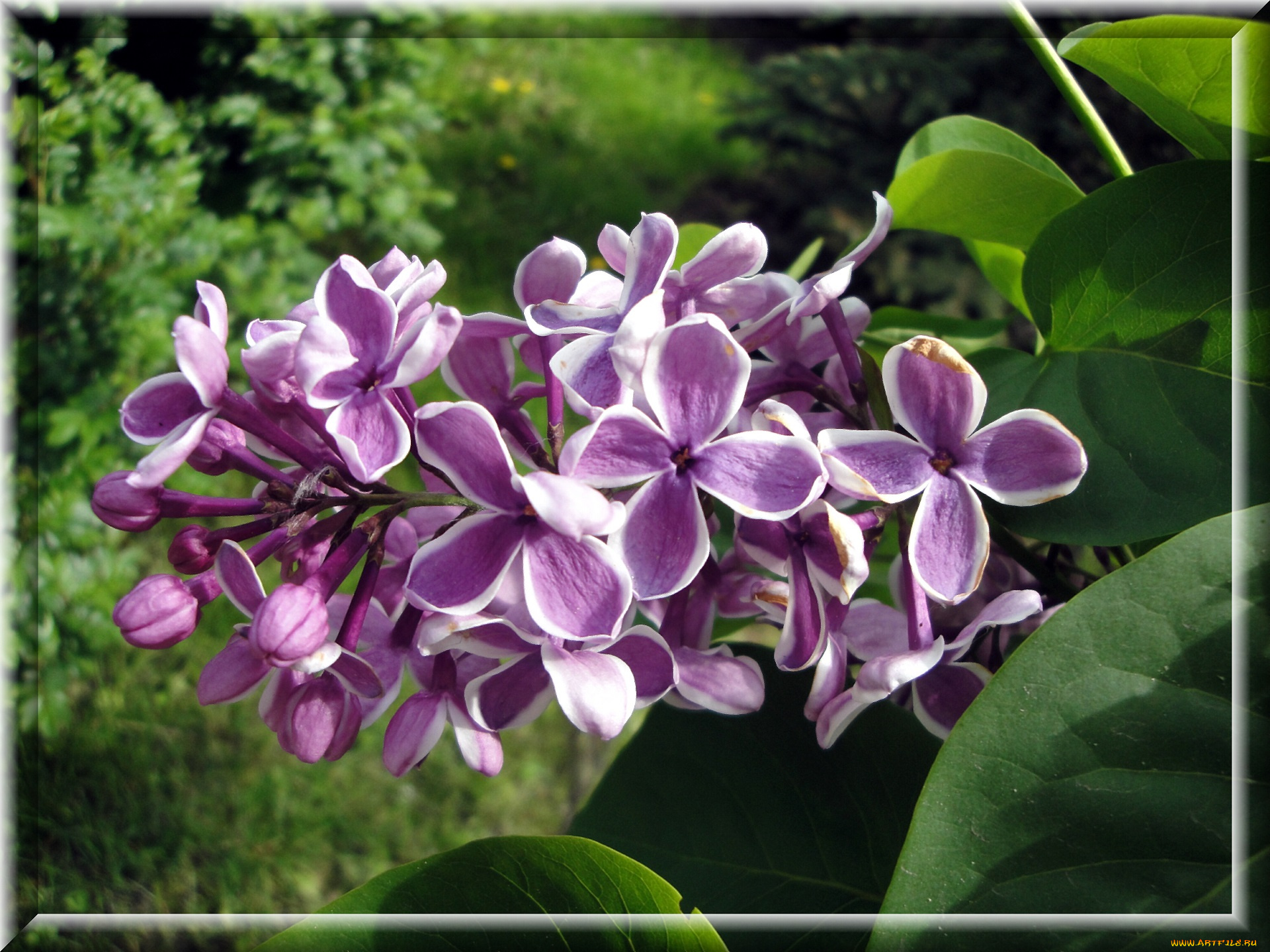 цветы, сирень