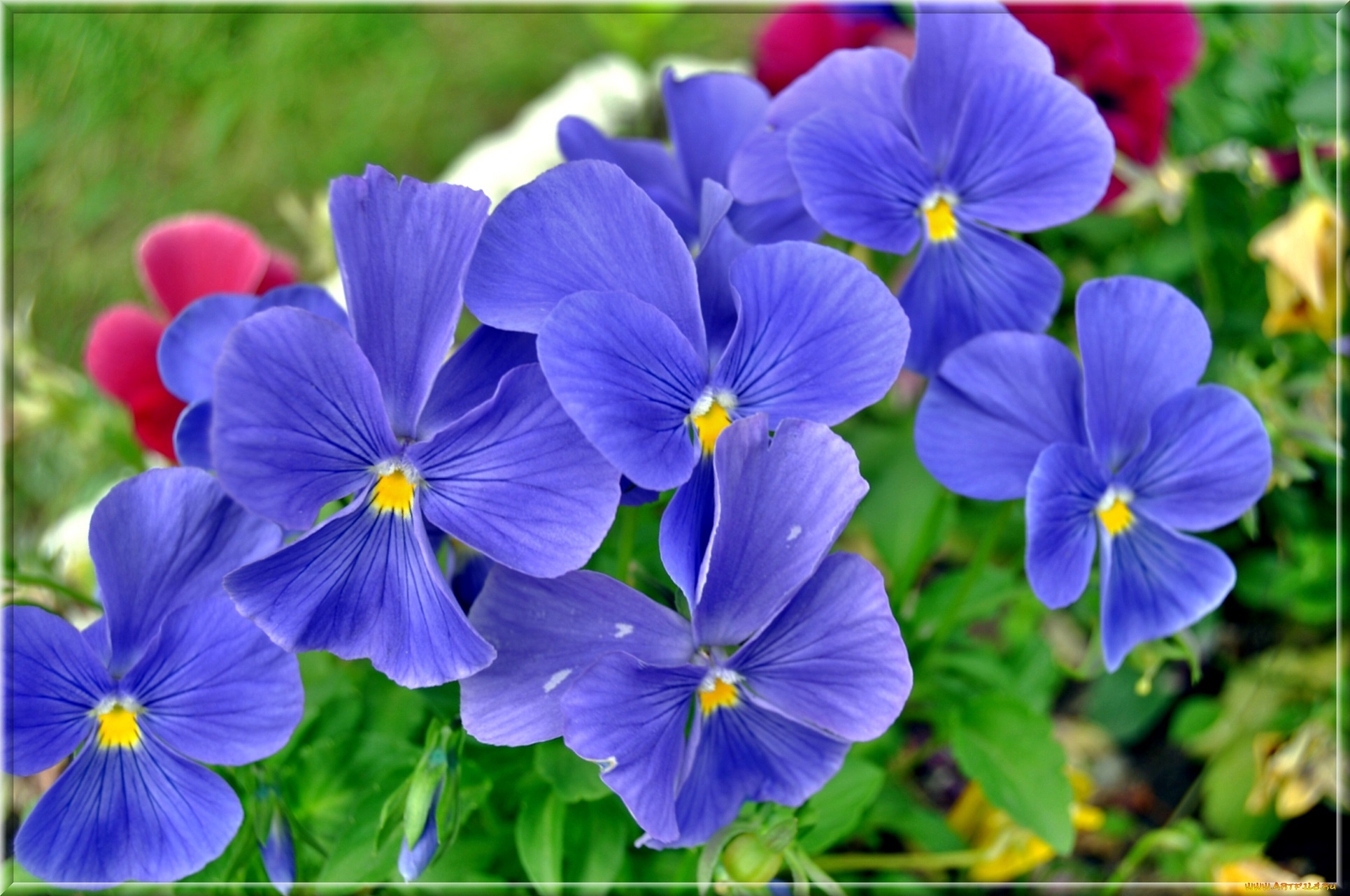 цветы, анютины, глазки, , садовые, фиалки, анютины, глазки