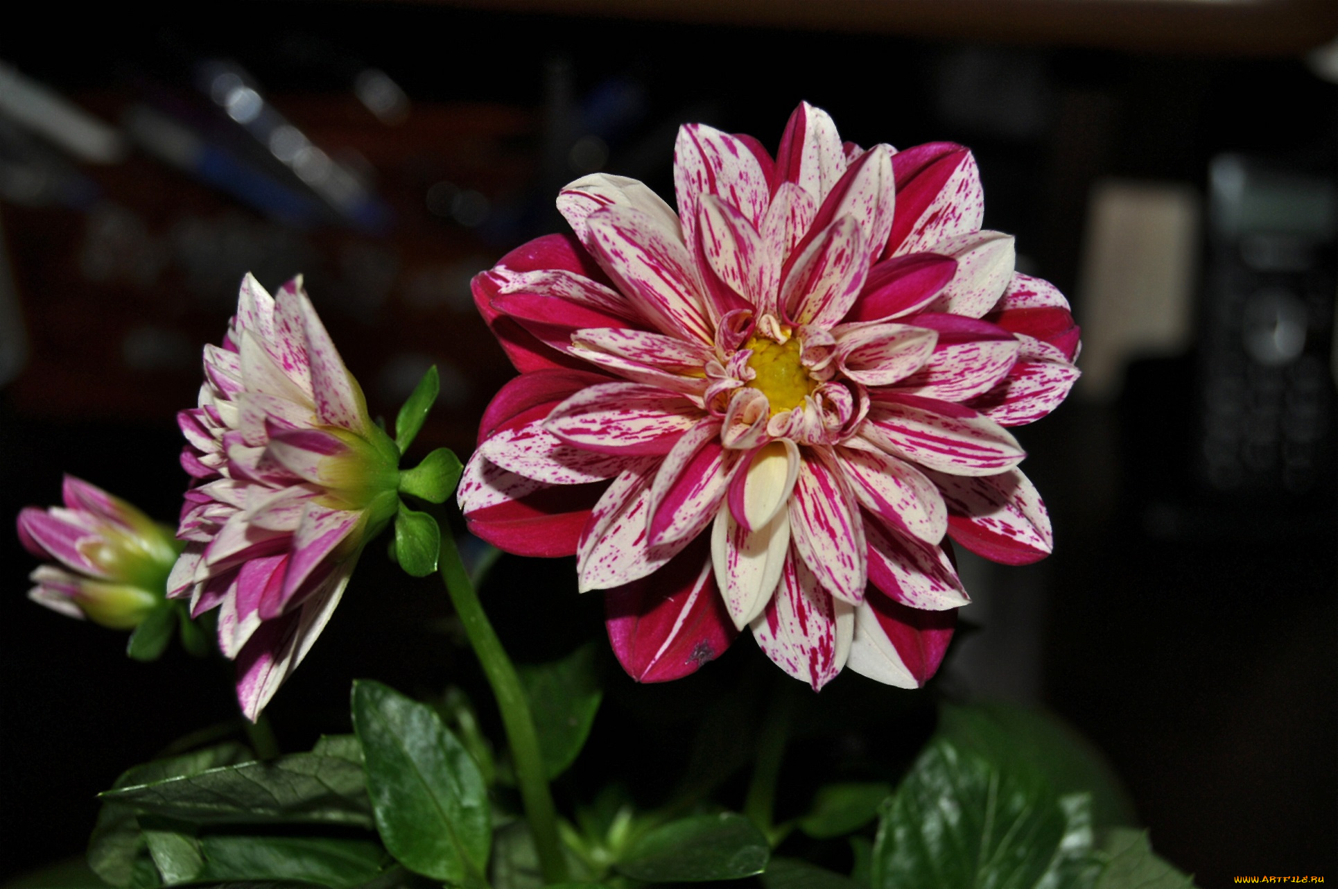 цветы, георгины, рябые