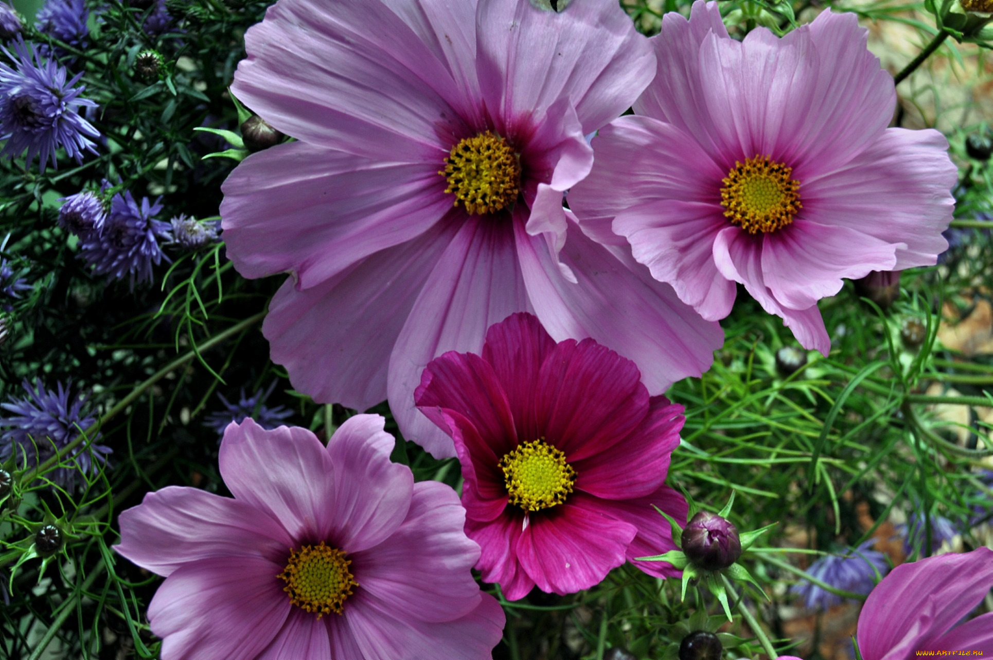 цветы, космея, розовые