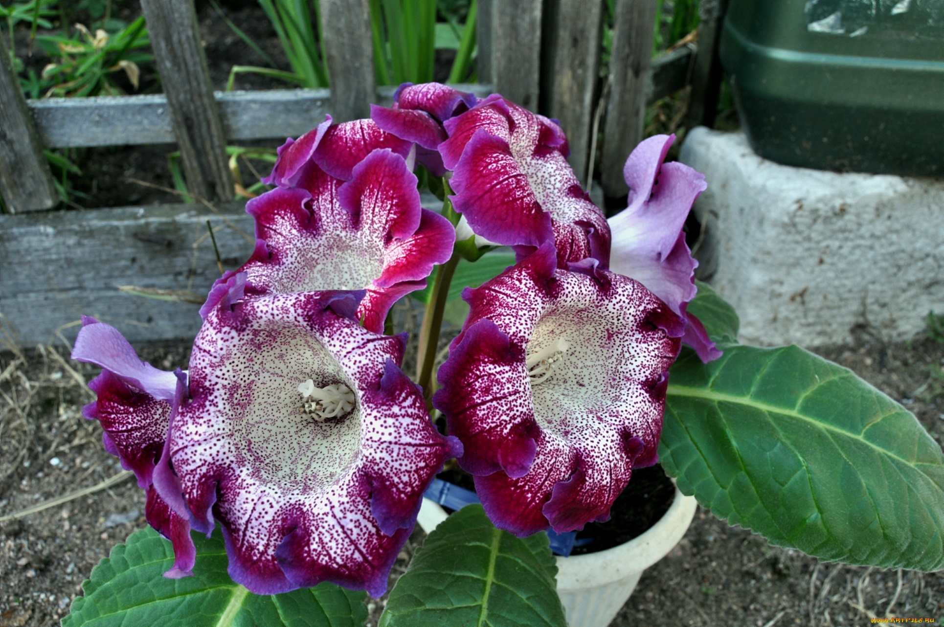 цветы, малиново-белые, рябые