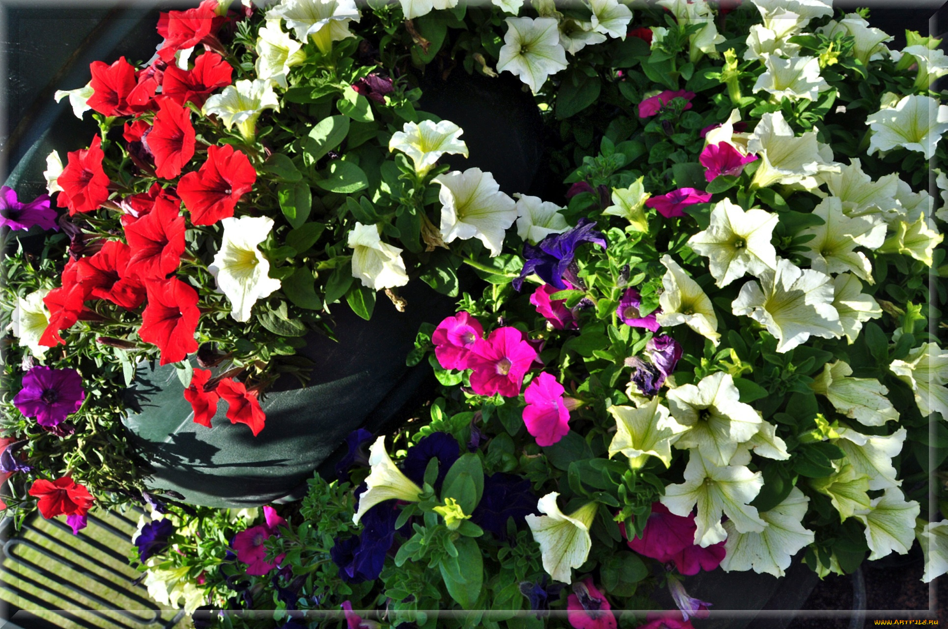 цветы, петунии, , калибрахоа, клумба