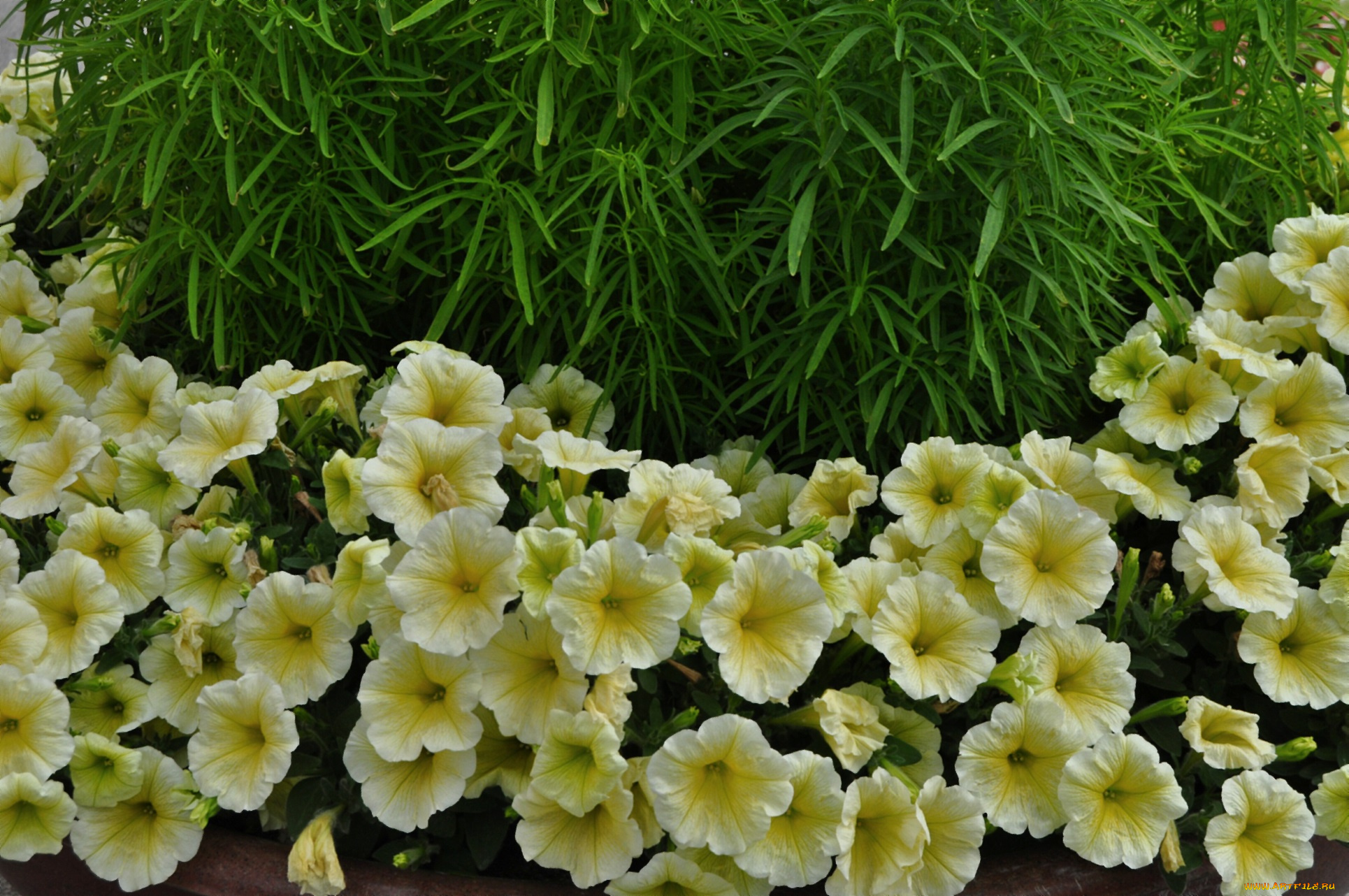 цветы, петунии, , калибрахоа, жёлтая, петуния