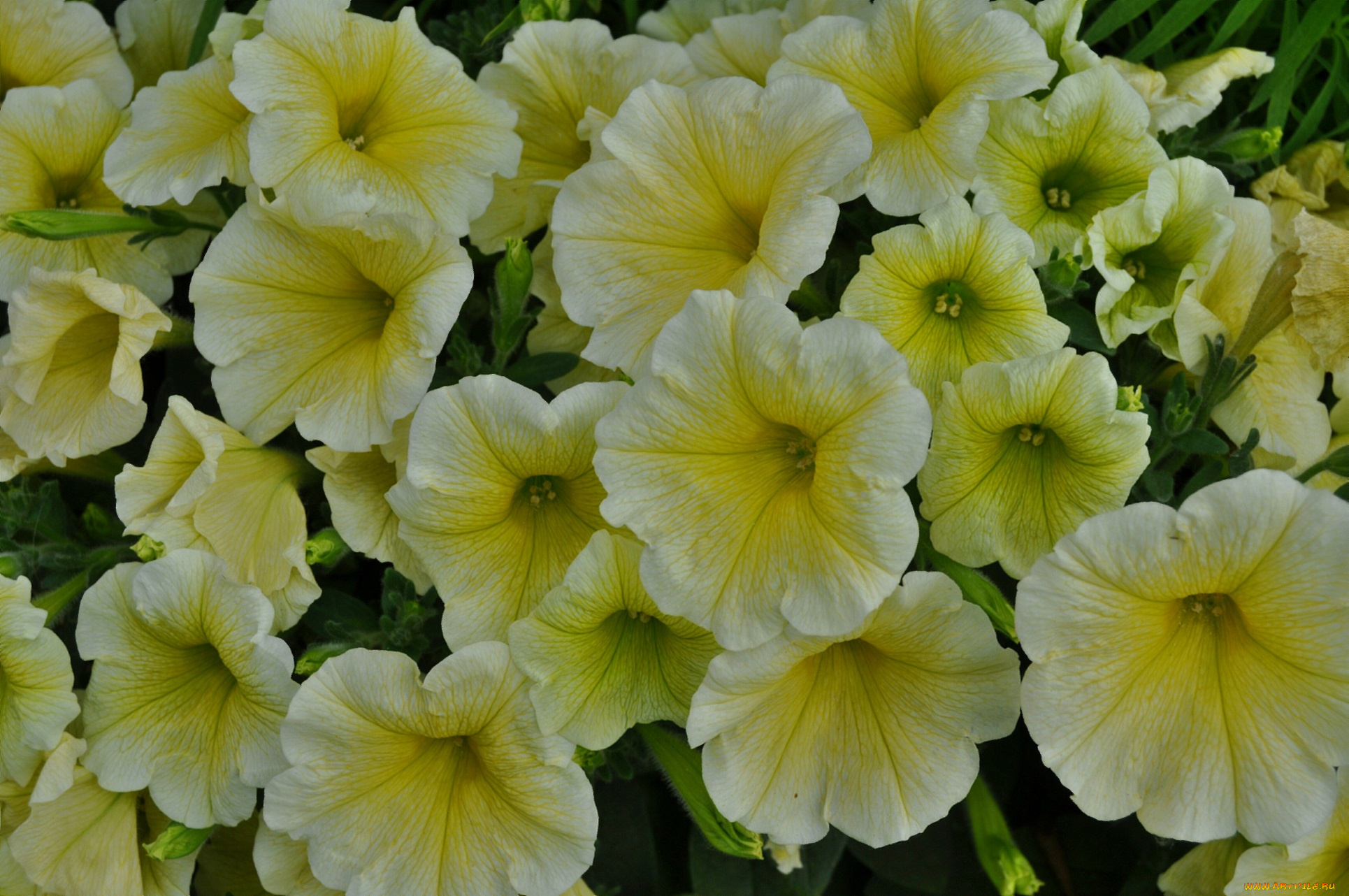 цветы, петунии, , калибрахоа, жёлтая, петуния