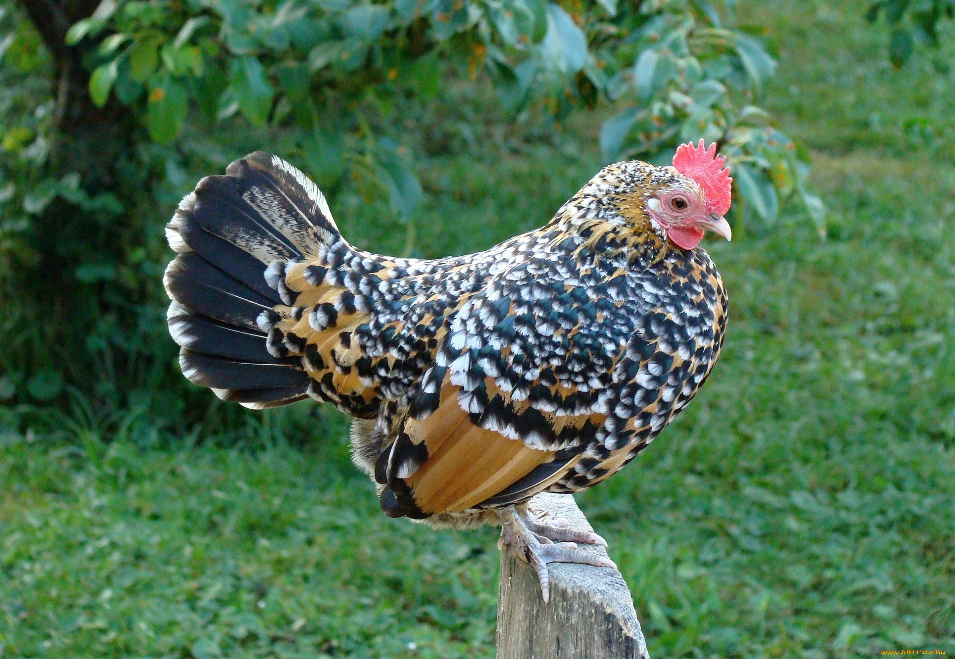 животные, куры, , петухи, трава, курица