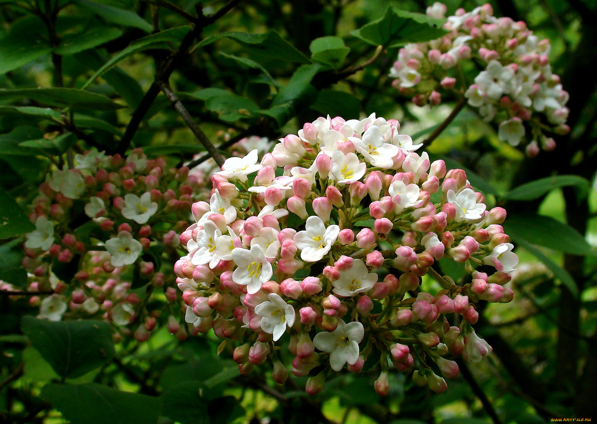 цветы, цветущие, деревья, , , кустарники, соцветия, куст, мелкие