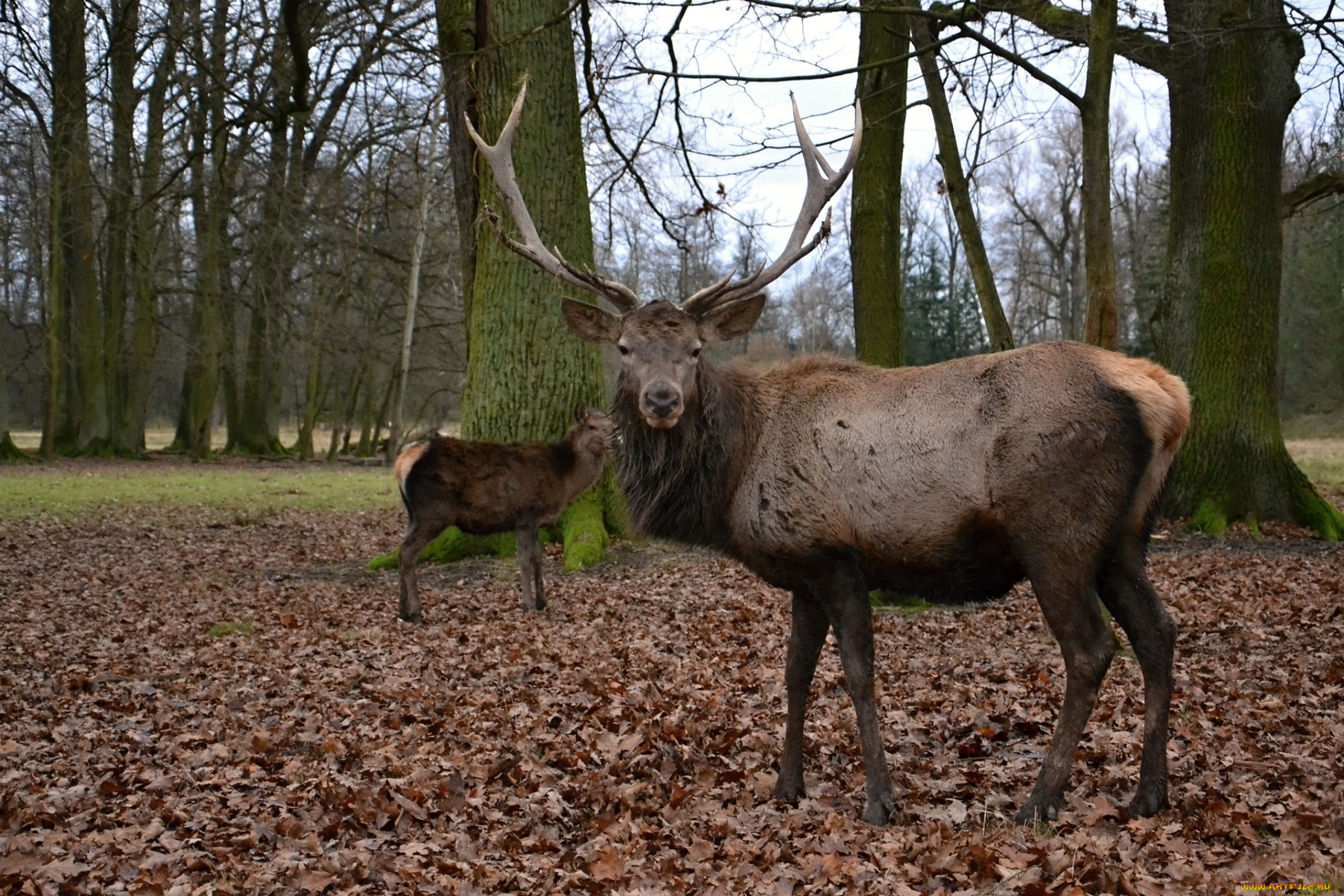 животные, олени