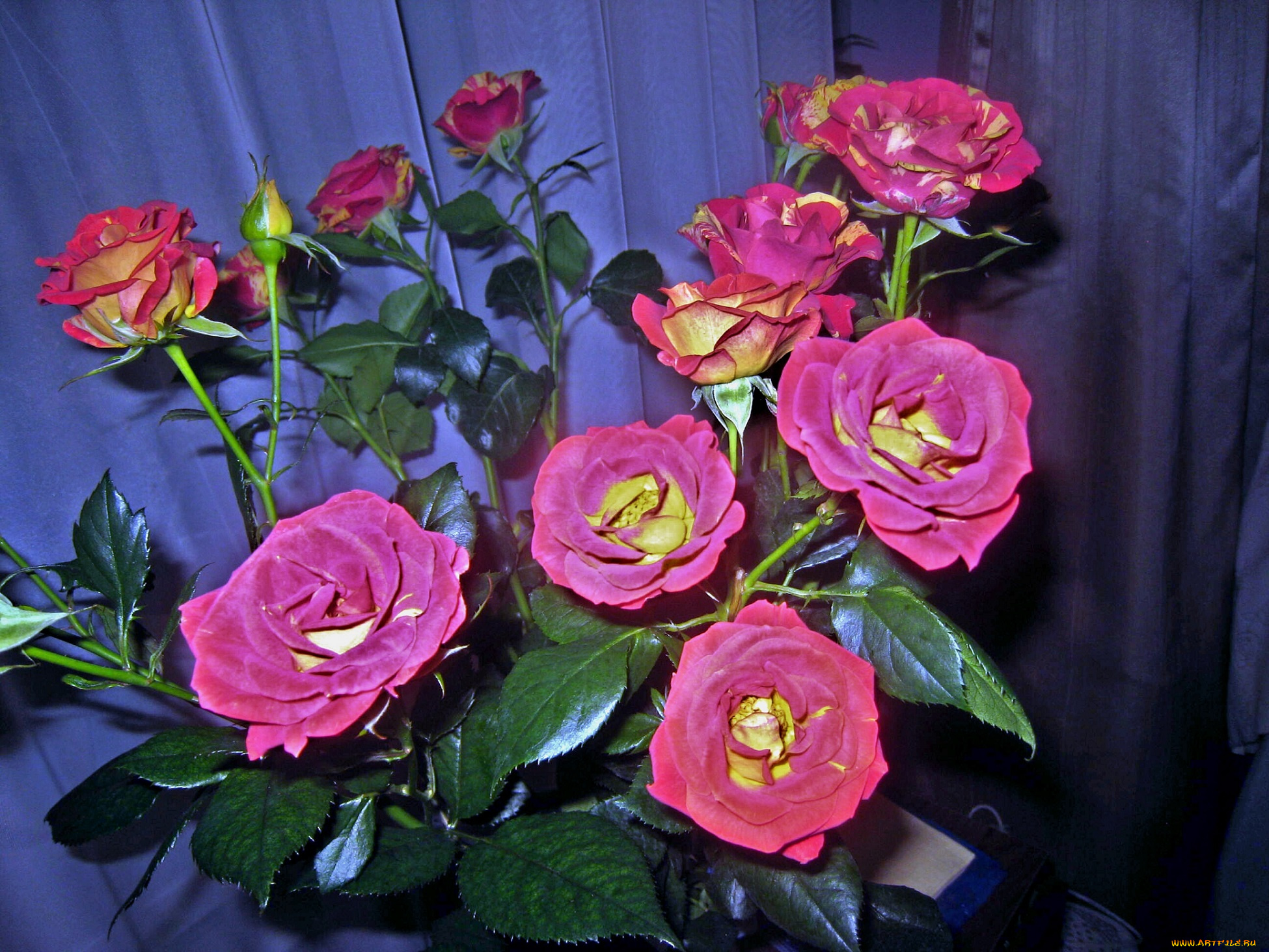 цветы, розы, букет, розовые