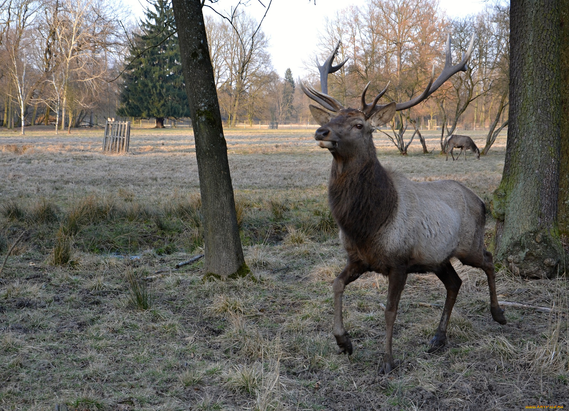 животные, олени, олень, лес