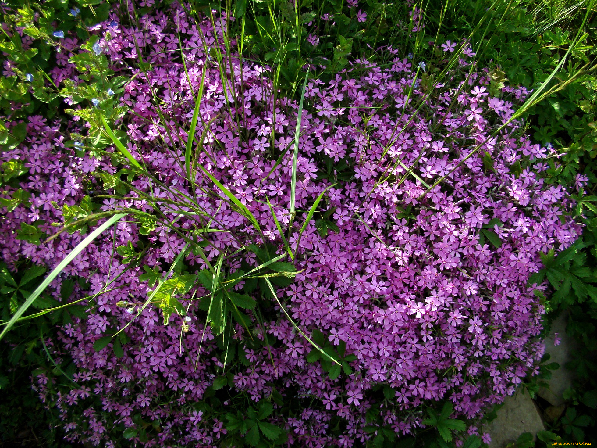 цветы, трава, сиреневые, куст