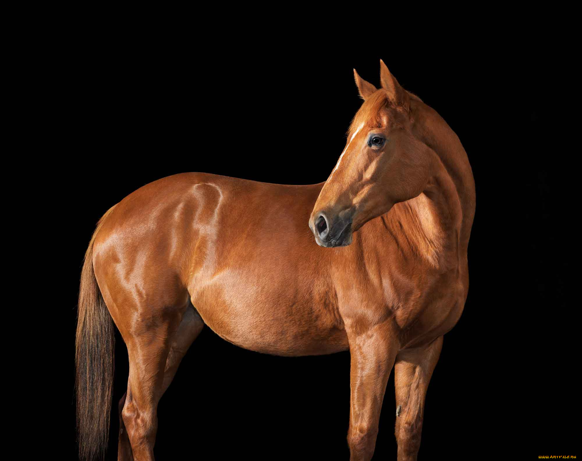 животные, лошади, животное, лошадь