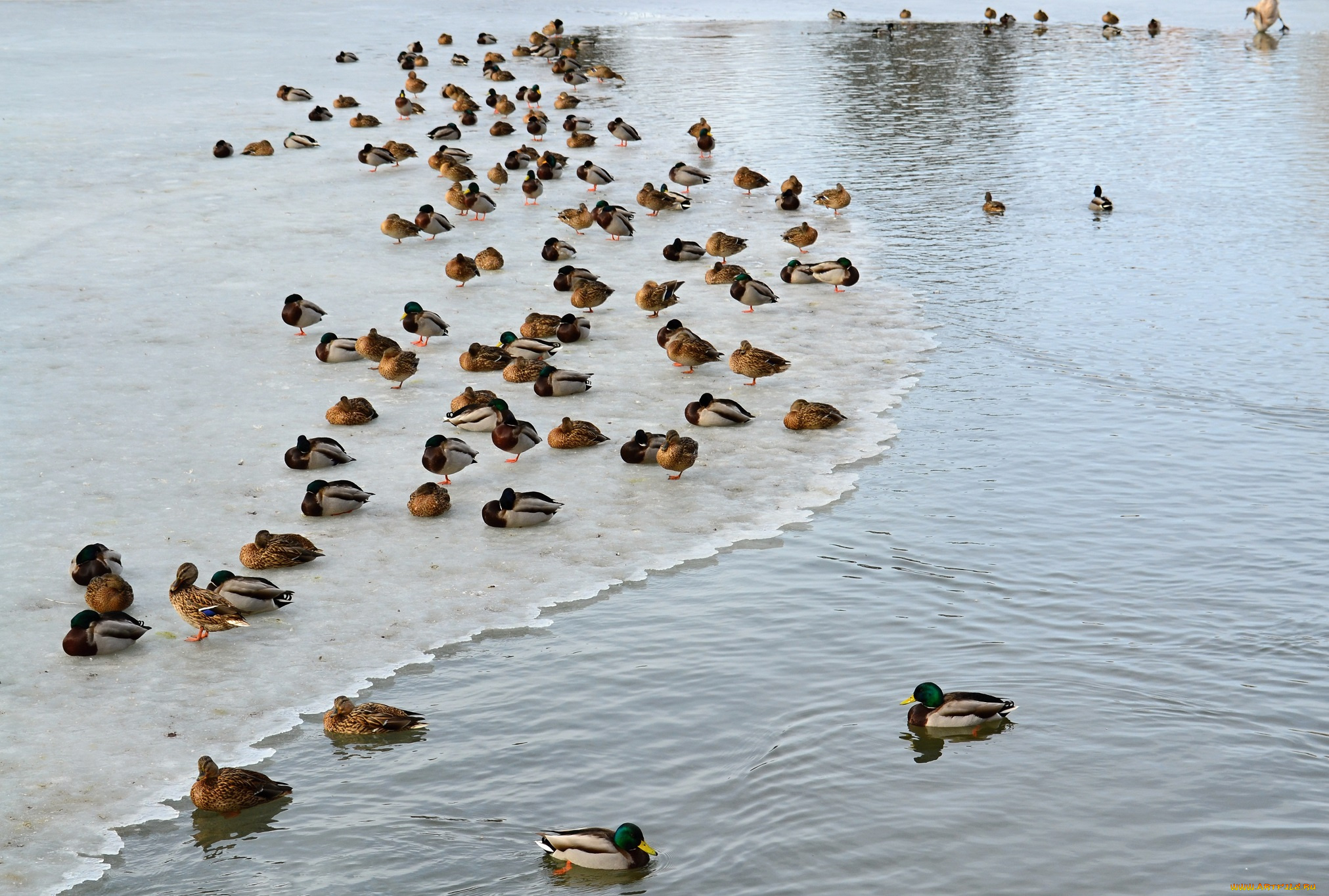 животные, утки, лёд, стая, озеро, зима