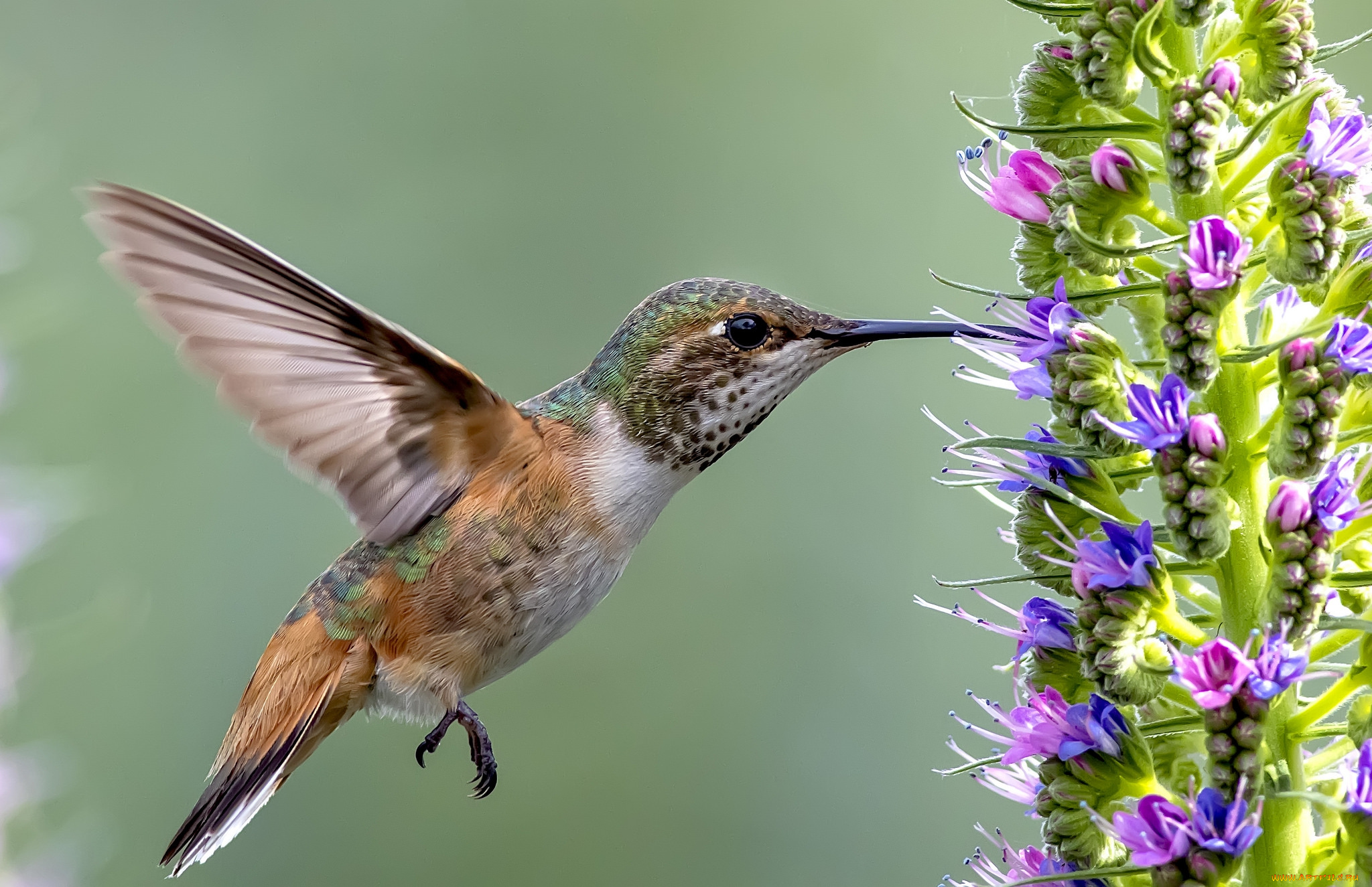 животные, колибри, цветок, дерево, птичка