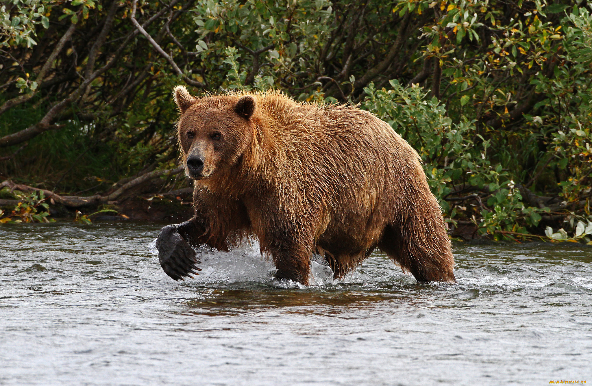 животные, медведи, косолапый