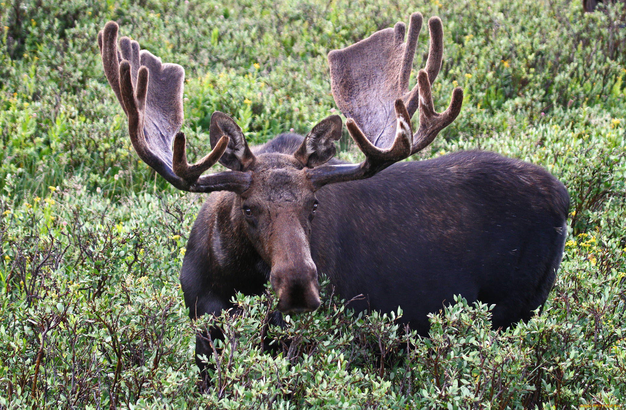 животные, лоси, сохатый