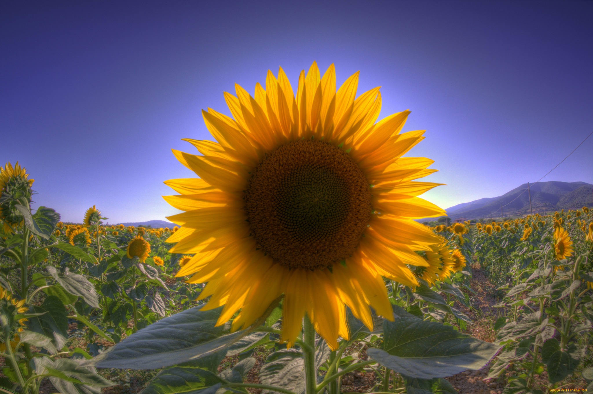 цветы, подсолнухи, подсолнух