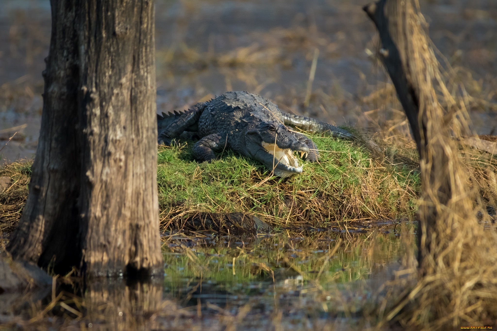 болотный, крокодил, , национальный, парк, рантамбор, , индия, животные, крокодилы, хищник, рептилия, пасть, зубы, водоём, кочка, стволы, болото, солнце, отдых, лежит