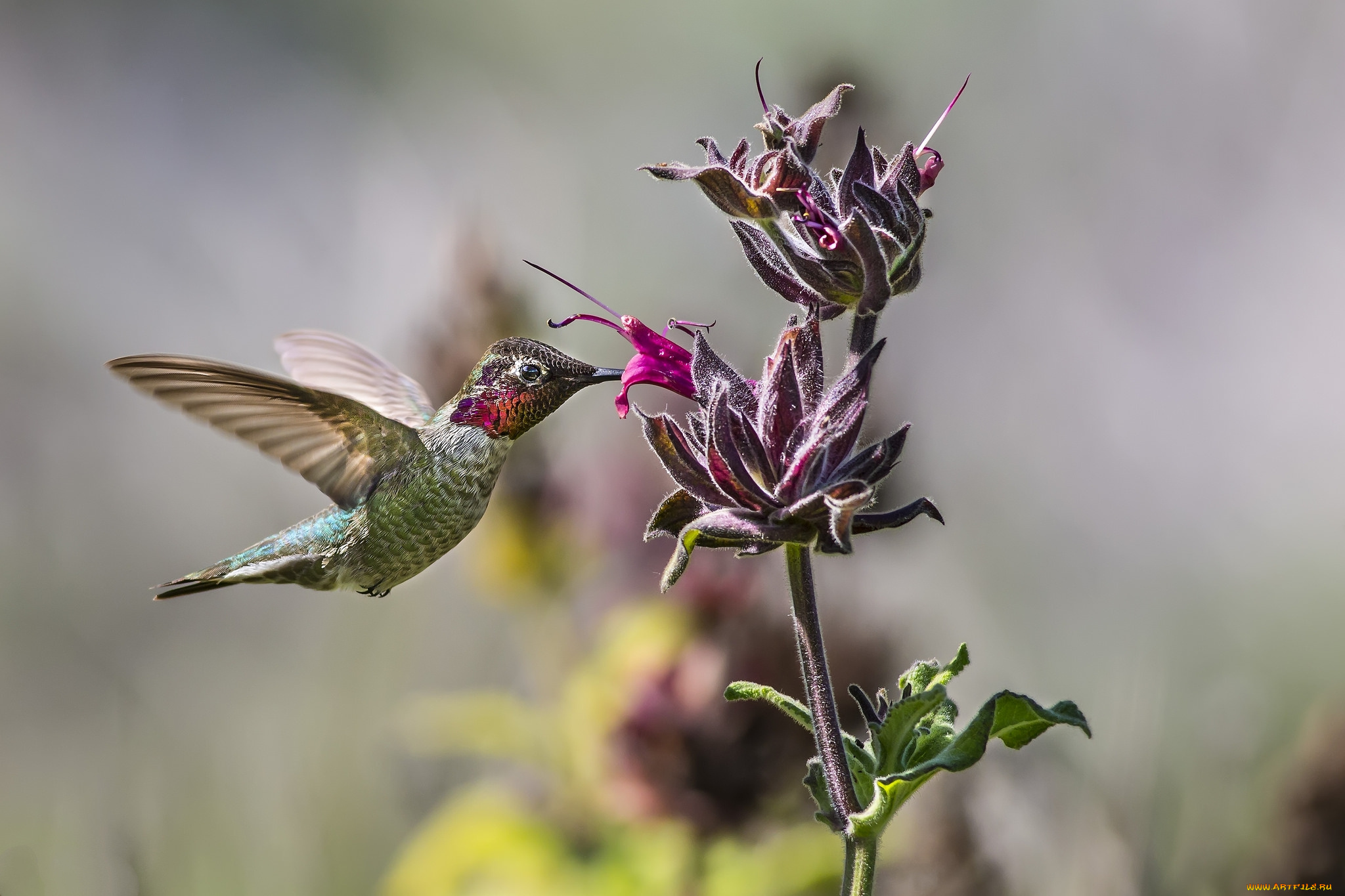 животные, колибри, дерево, птичка, цветок