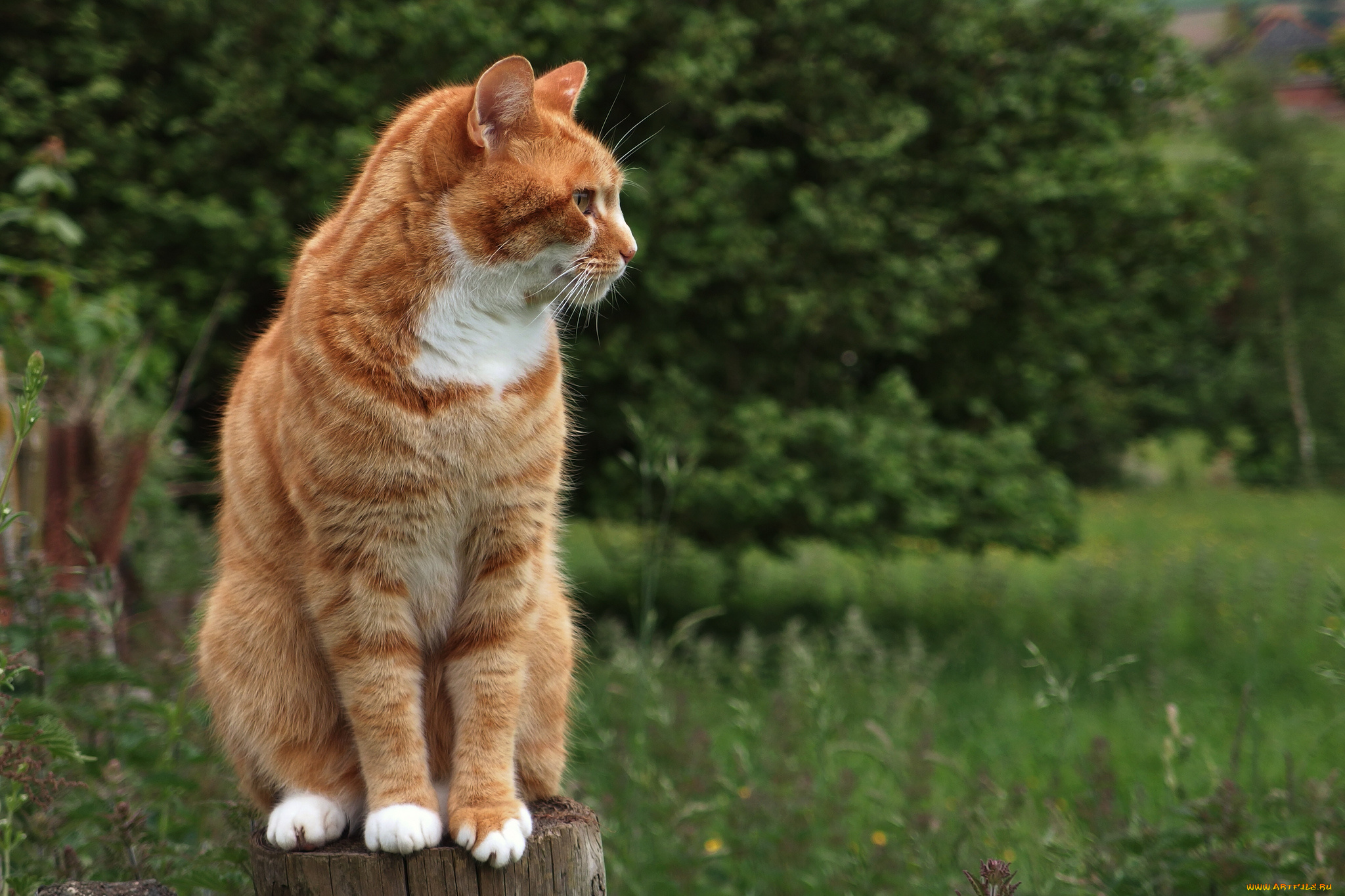 животные, коты, котяра