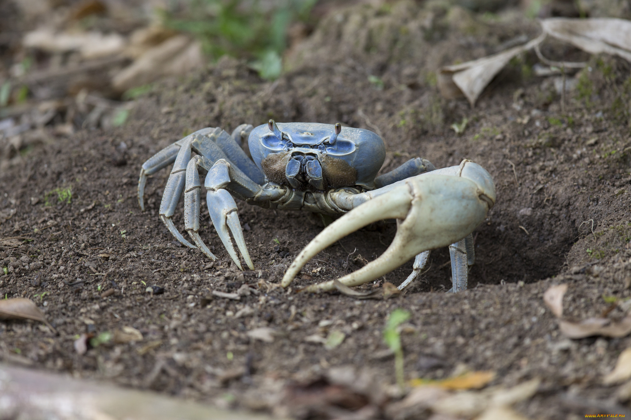 животные, крабы, , раки, крабик