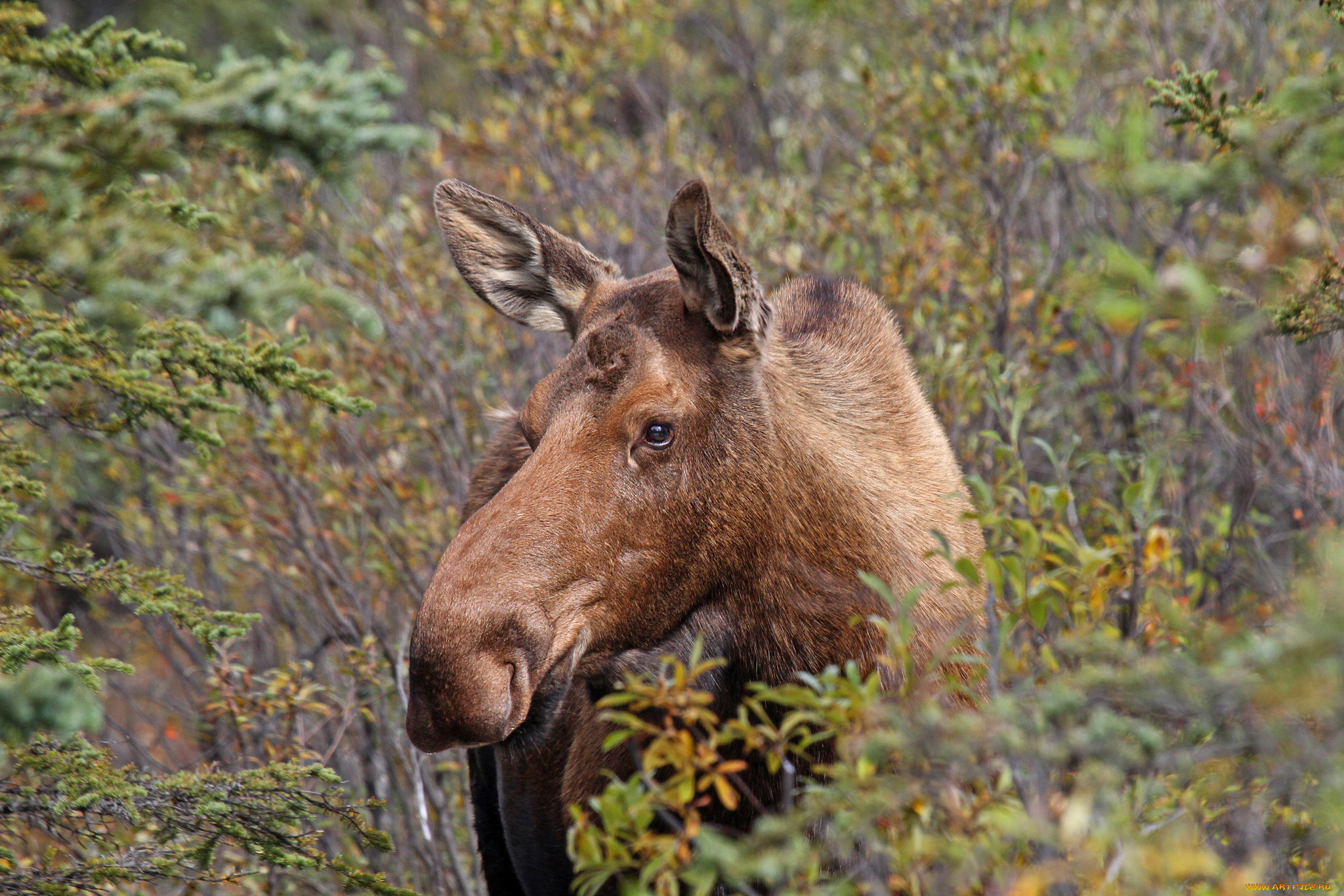 животные, лоси, сохатый