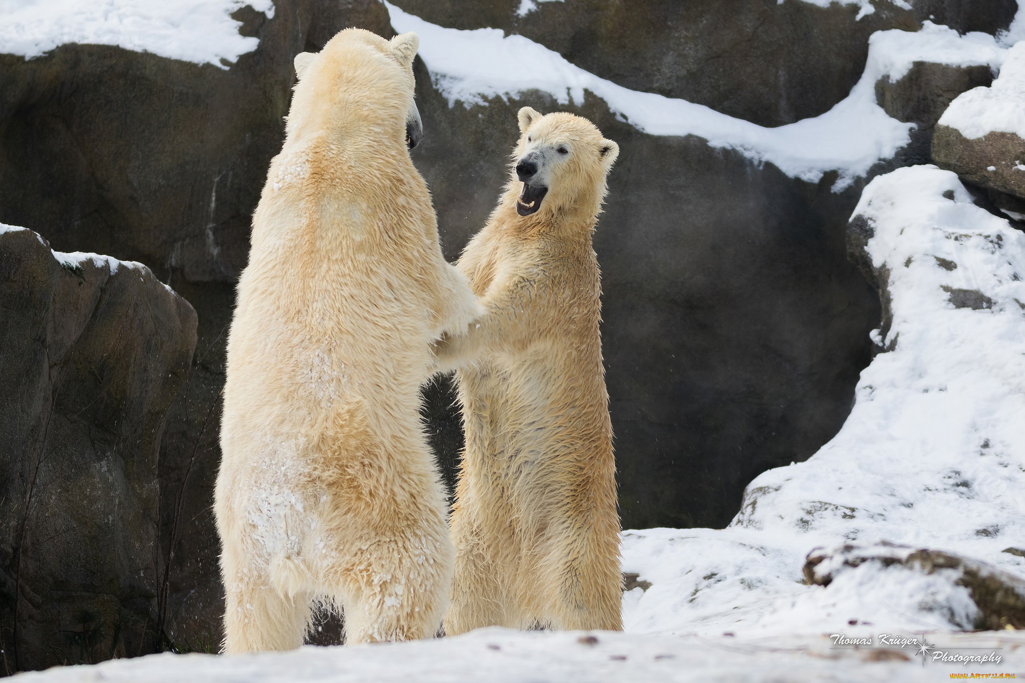 животные, медведи, пара, драка, борьба, игра, хищники, снег, зима, зоопарк