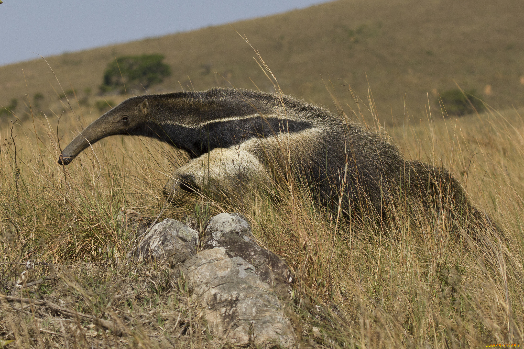 животные, муравьеды, муравьед