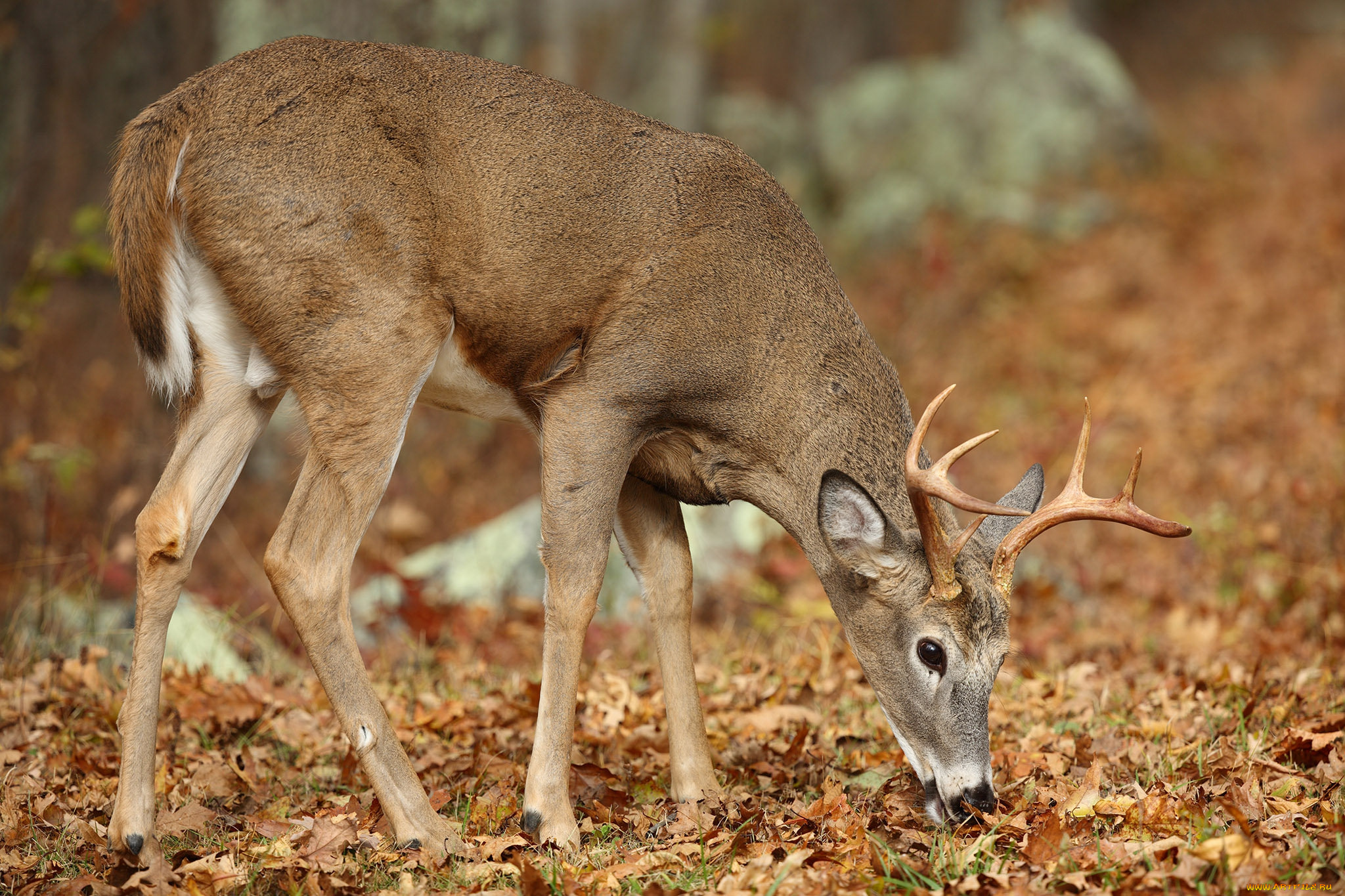 животные, олени, олень
