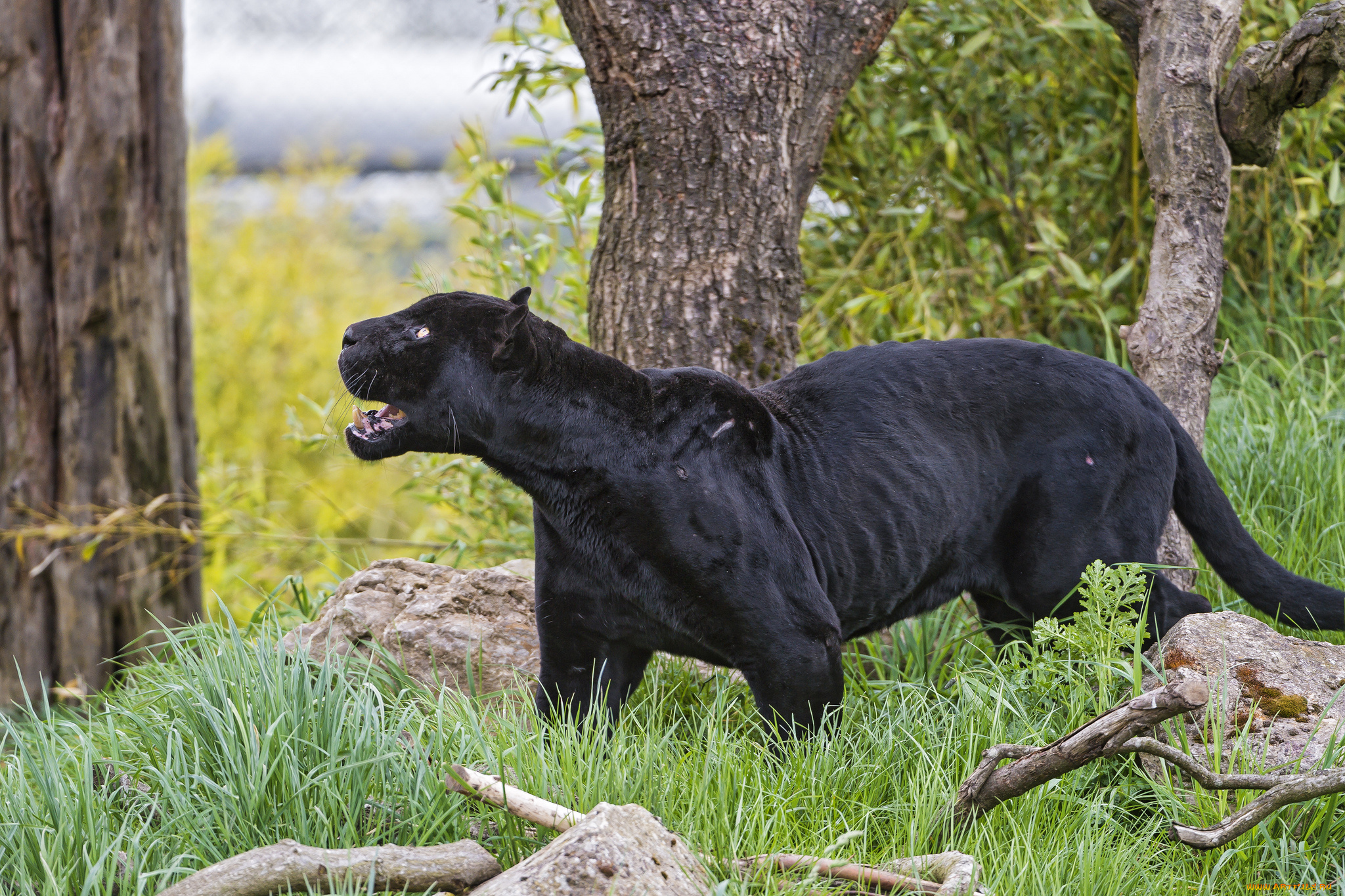 животные, пантеры, ягуар, чёрный, кошка, трава