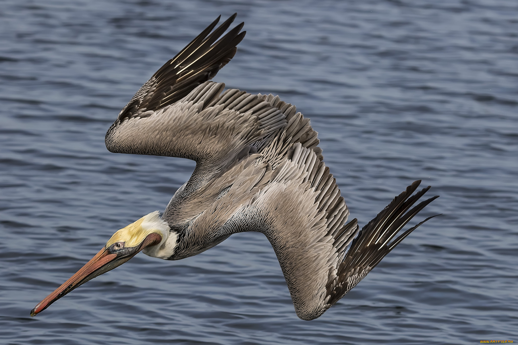 животные, пеликаны, рыбалка, вода, пеликан