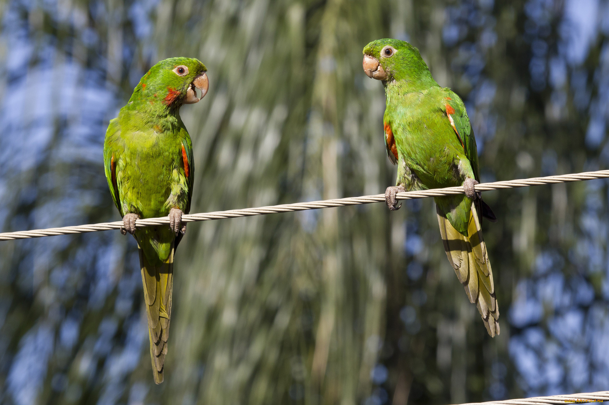 животные, попугаи, попугайчики