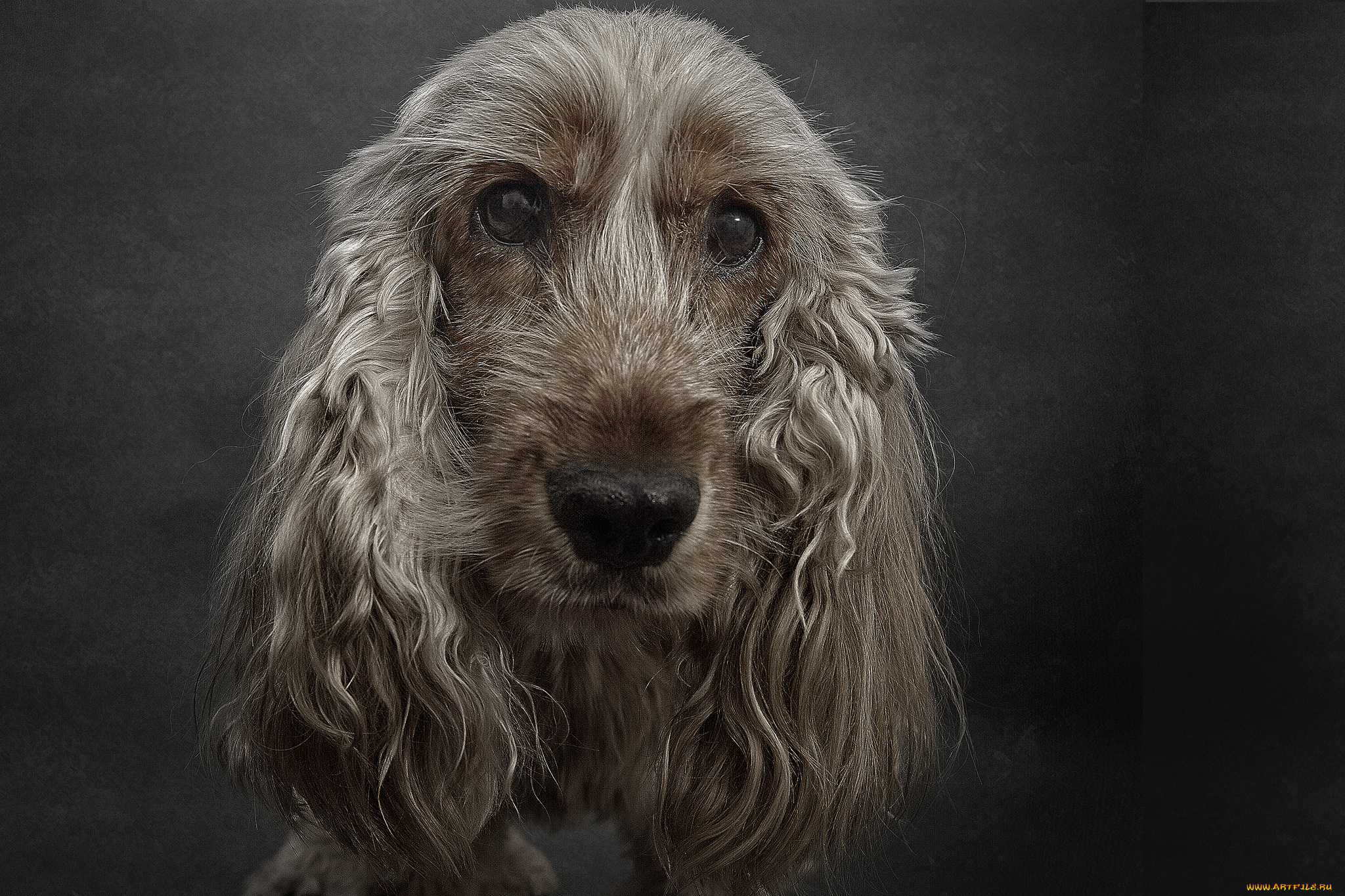 животные, собаки, пес