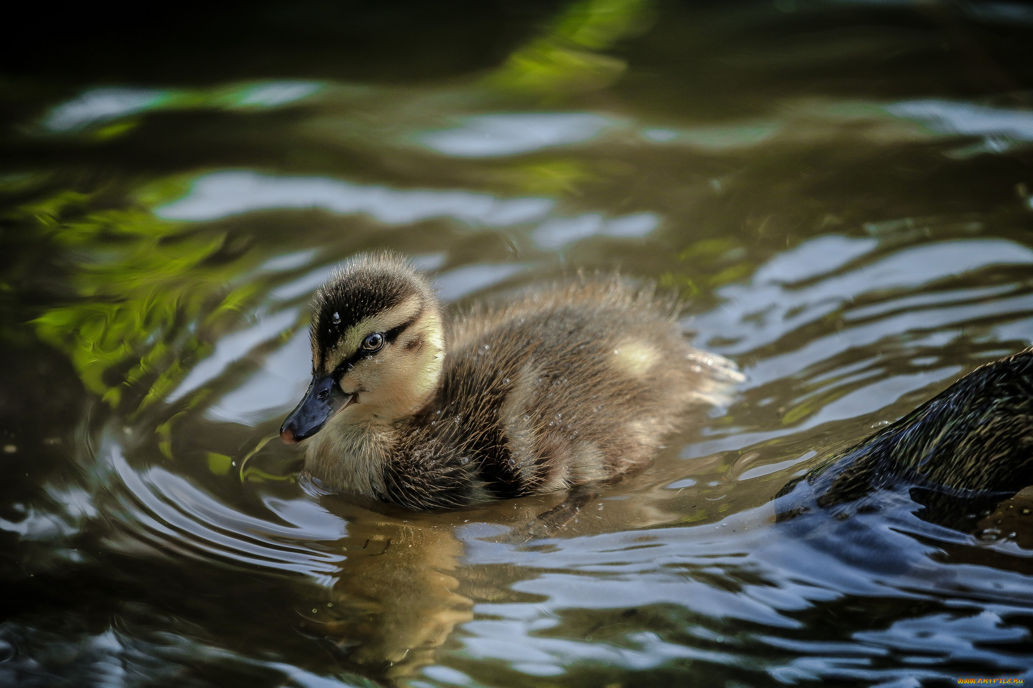 животные, утки, утенок