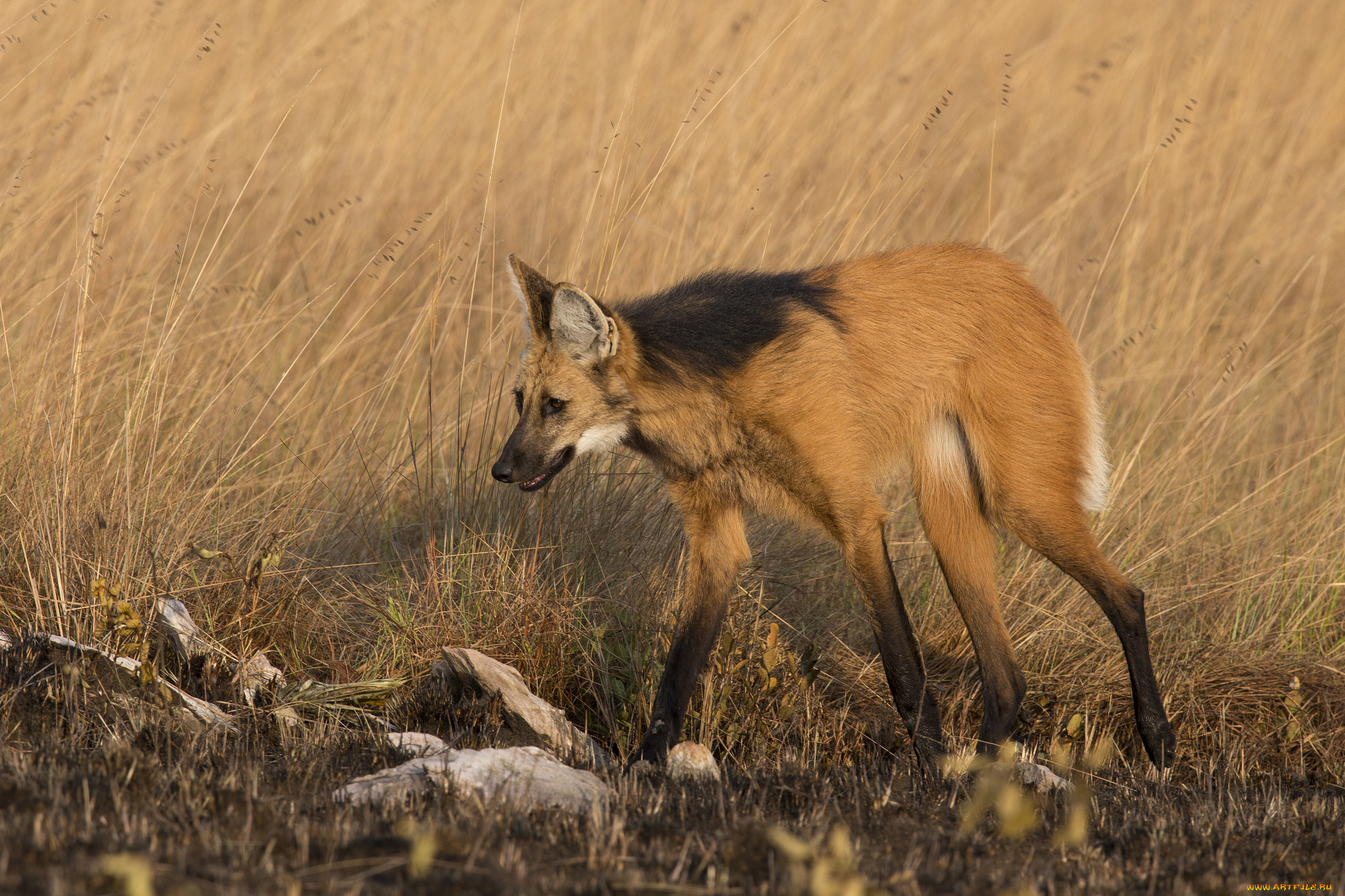 животные, волки, , койоты, , шакалы, волк, степной