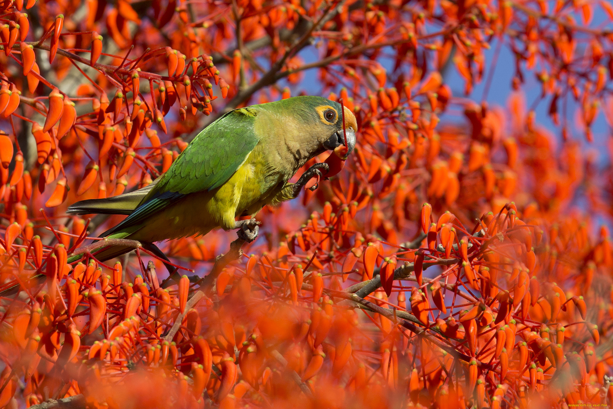 животные, попугаи, попугайчик