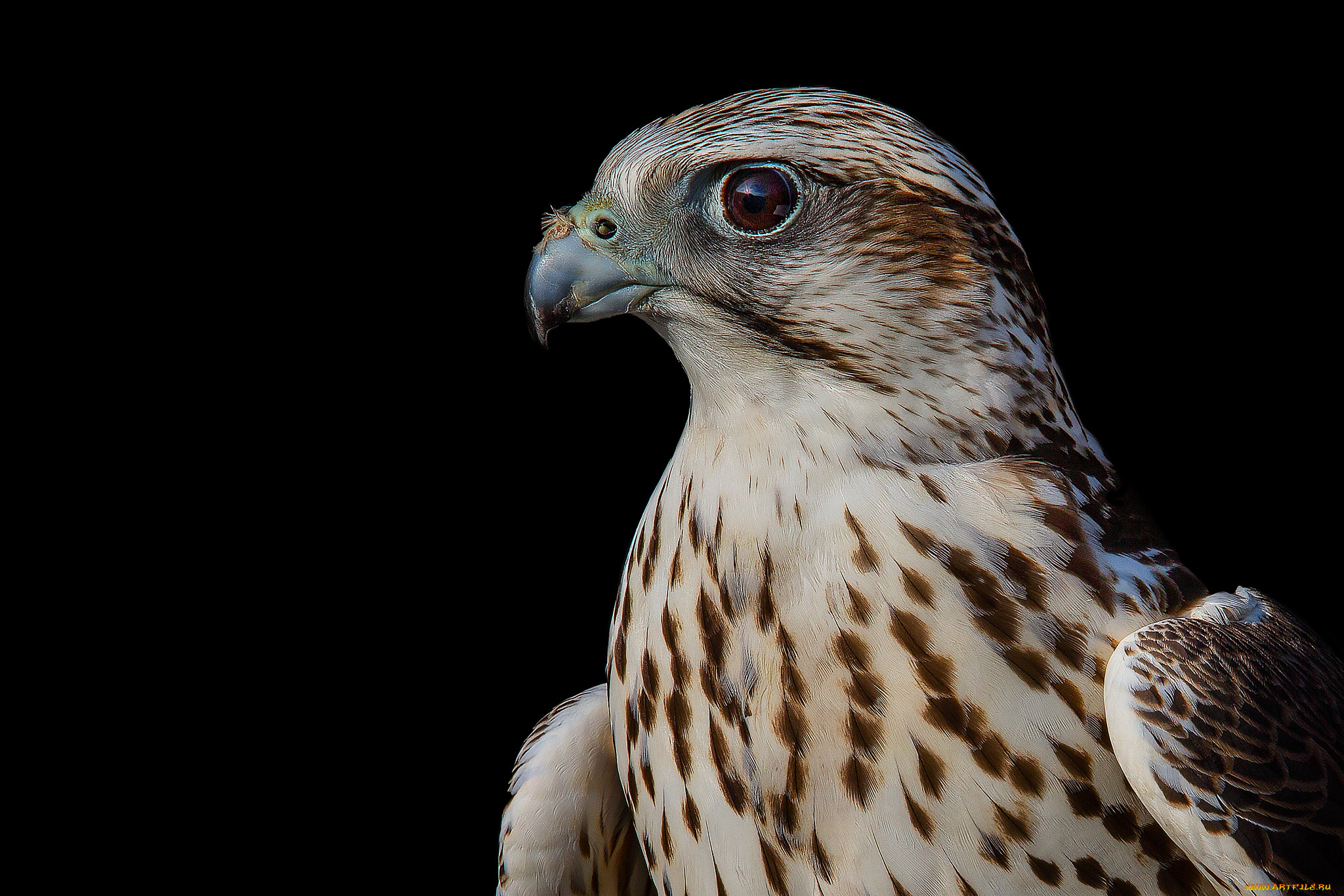 животные, птицы, -, хищники, сокол