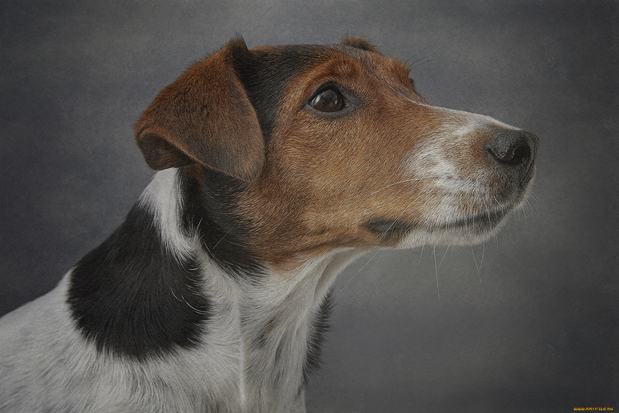 животные, собаки, пес