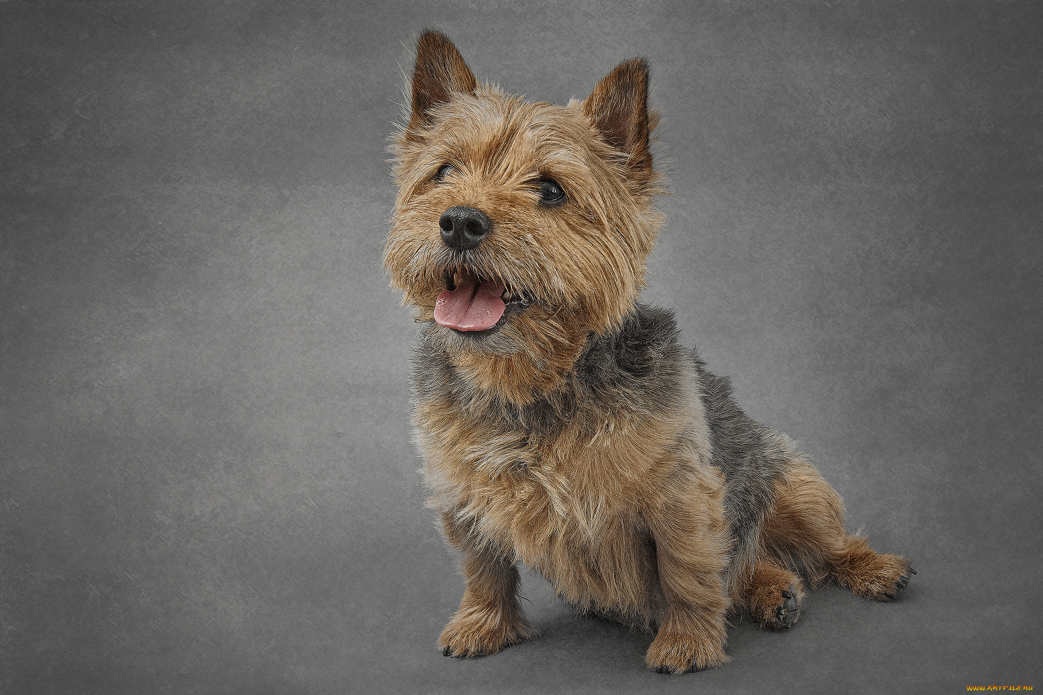 животные, собаки, пес