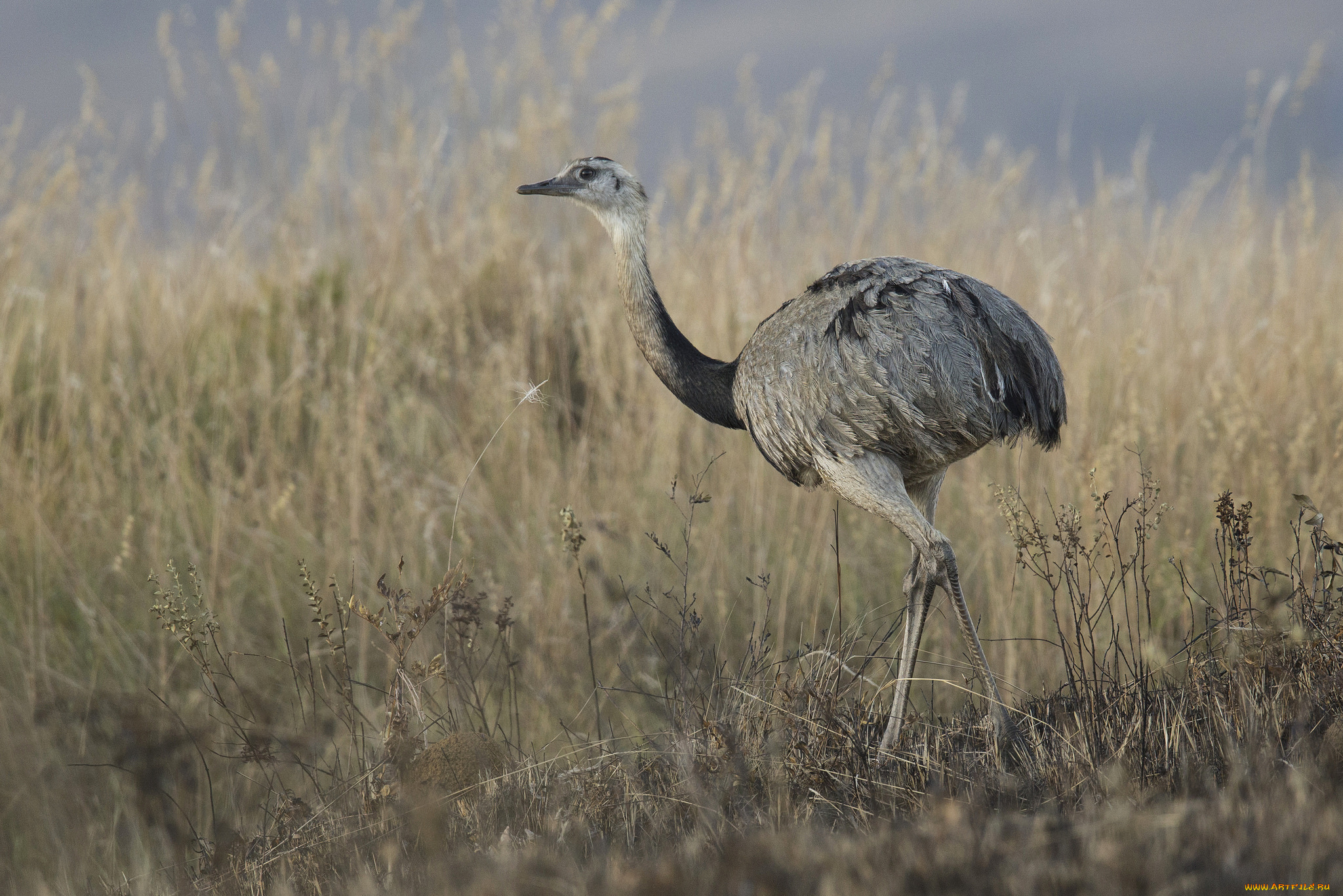 животные, страусы, эму, страус