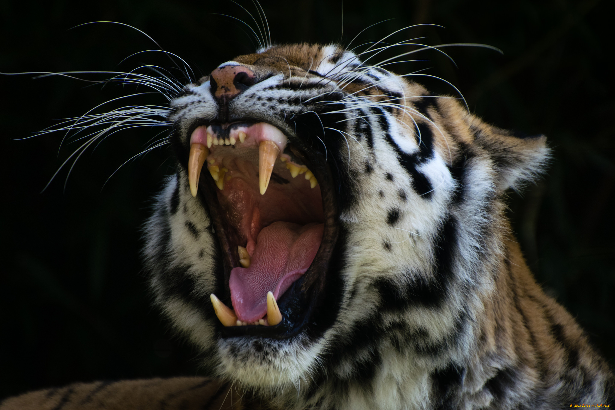 животные, тигры, тигр