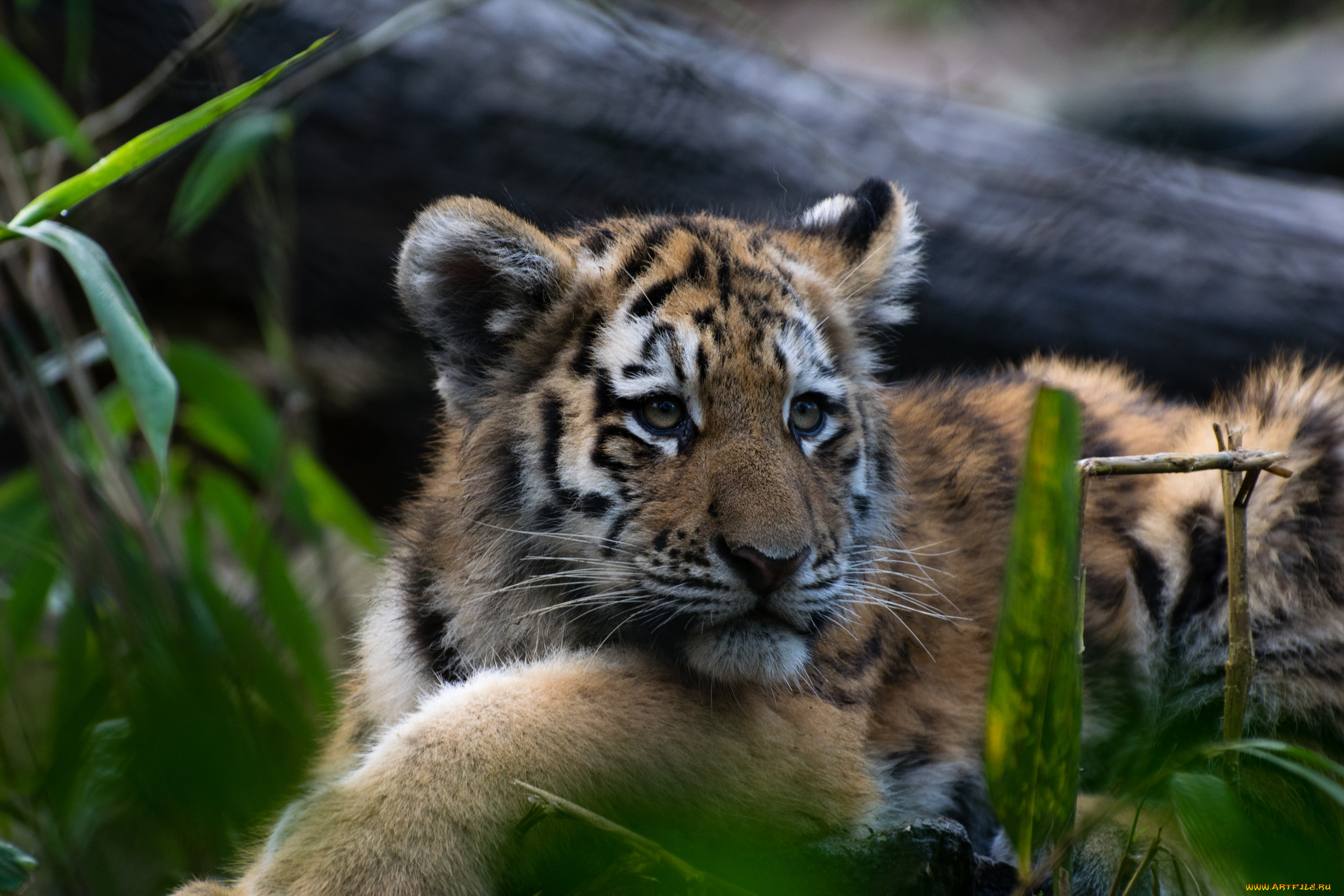 животные, тигры, тигр