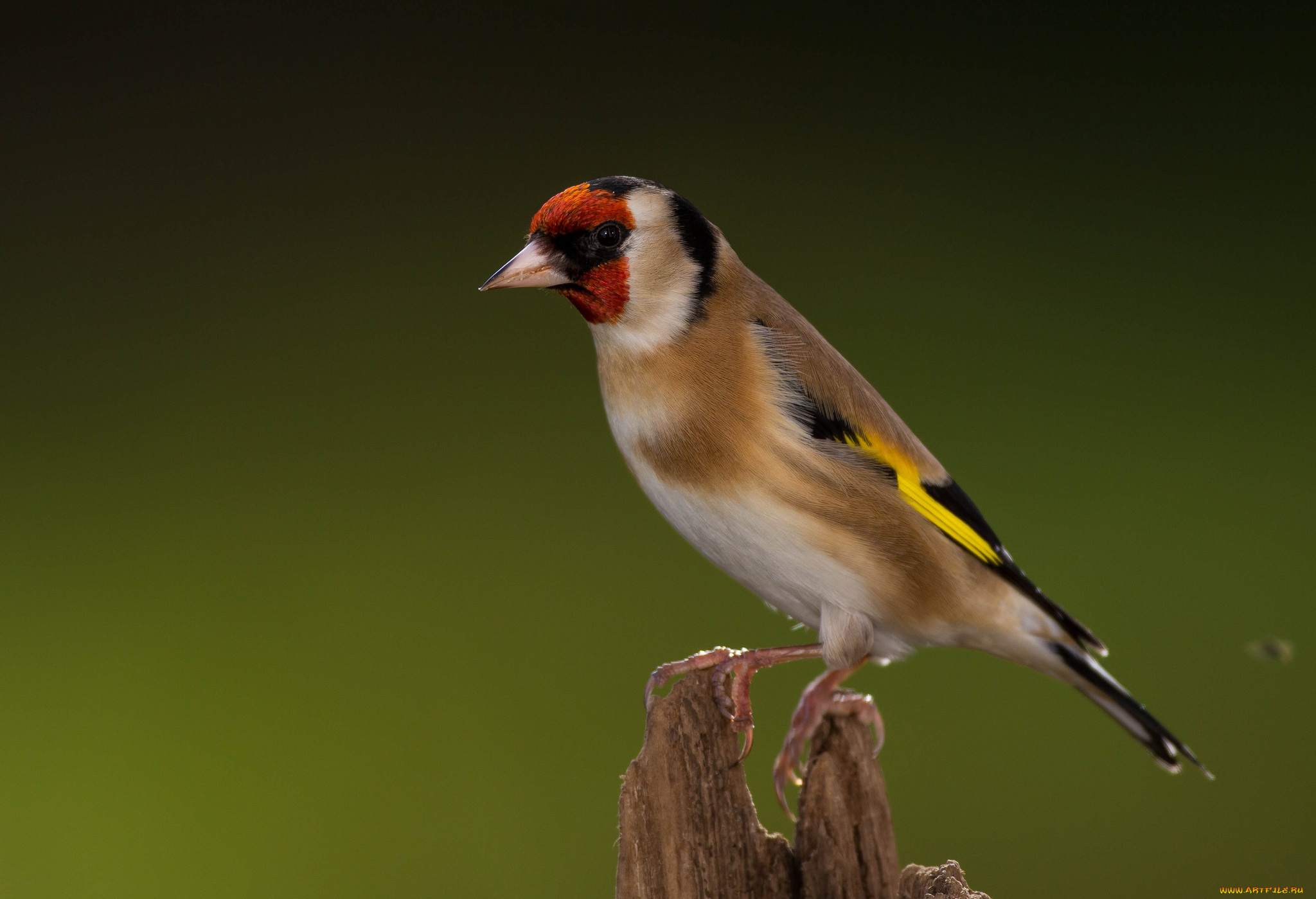 животные, щеглы, , чижи, щегол