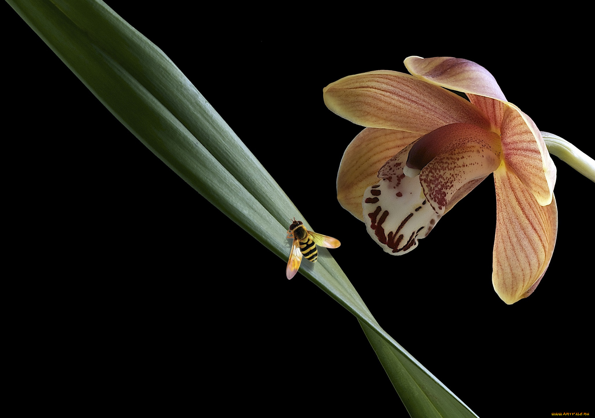цветы, орхидеи, травинка, насекомое, орхидея, макро, цветок, фон, чёрный