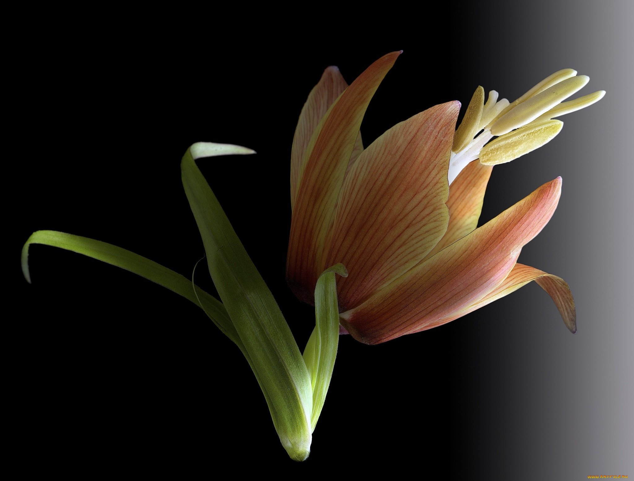 цветы, лилии, , лилейники, макро, цветок, фон, чёрный